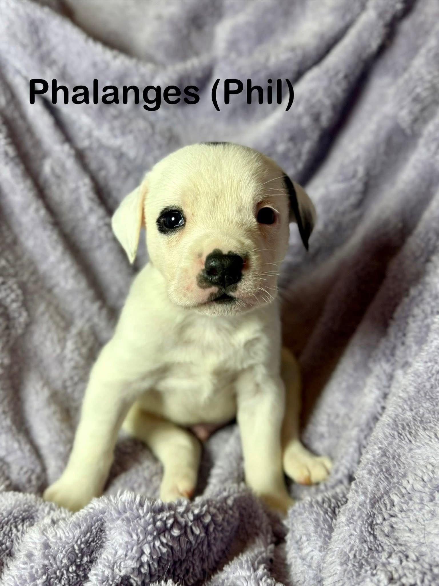 Enlarge Phil, a Adoptable Mixed Breed in Duluth, MN image 1/2