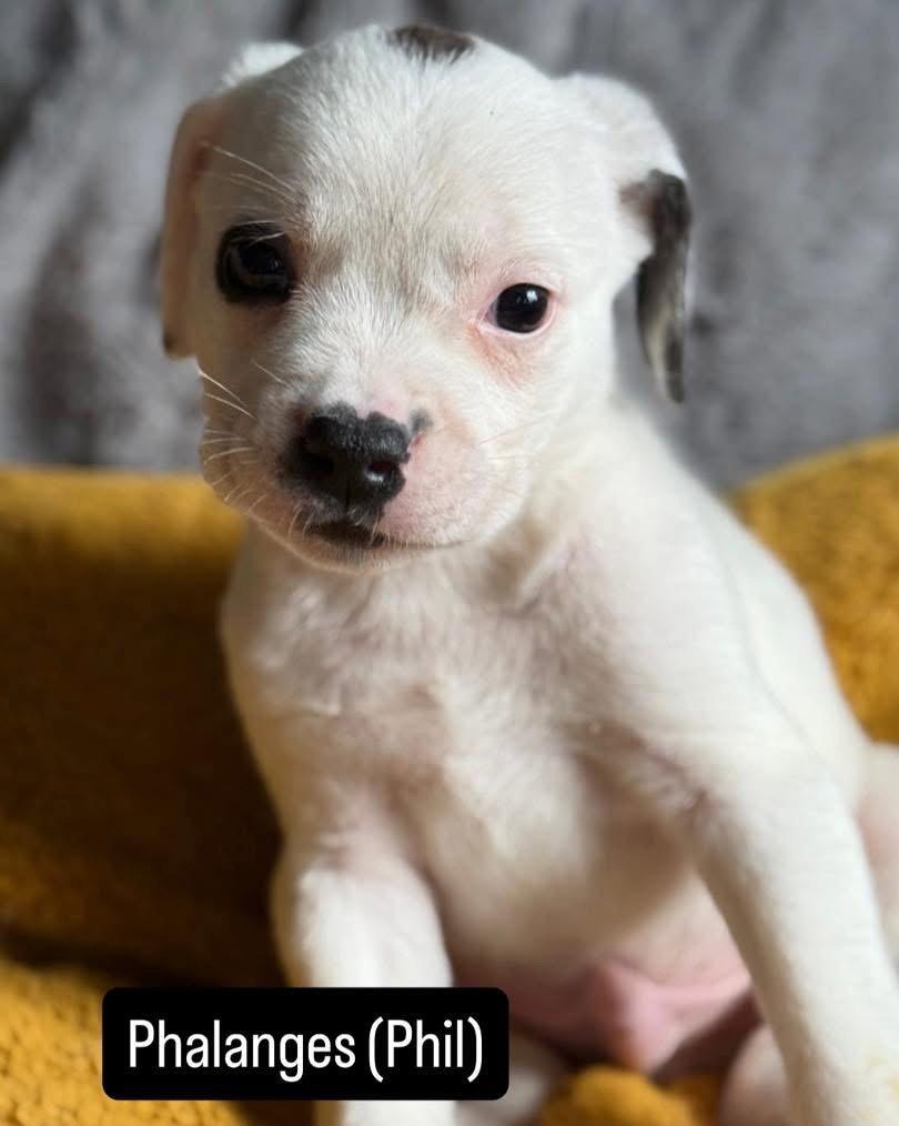 Enlarge Phil, a Adoptable Mixed Breed in Duluth, MN image 2/2