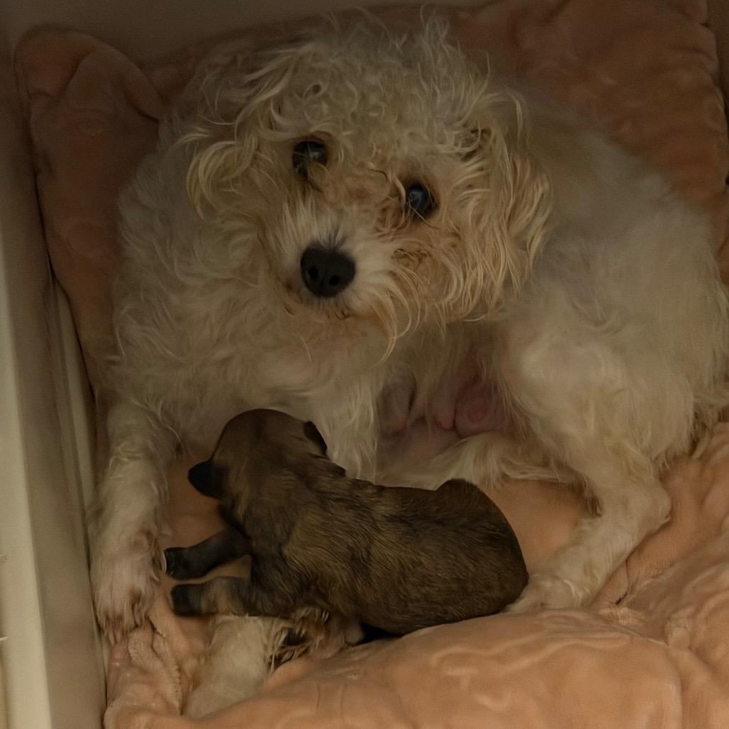 Betty (*), Adoptable, Adult Female Poodle.