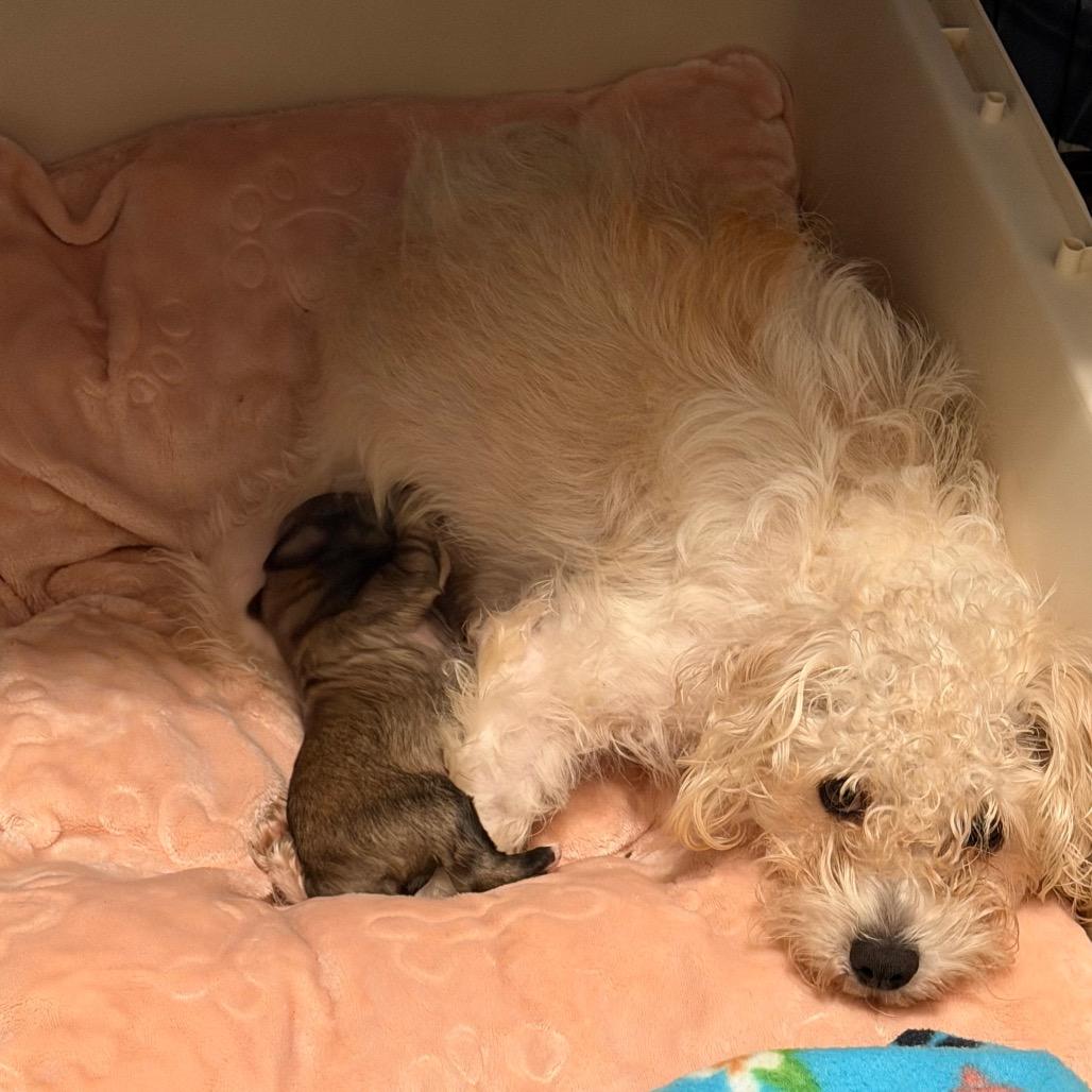 Enlarge Betty (*), a Adoptable Poodle in Sacramento, CA image 2/6