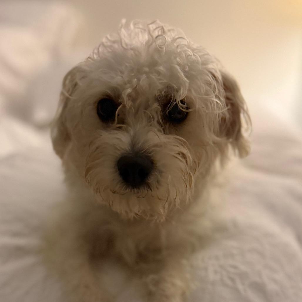 Enlarge Betty (*), a Adoptable Poodle in Sacramento, CA image 3/6