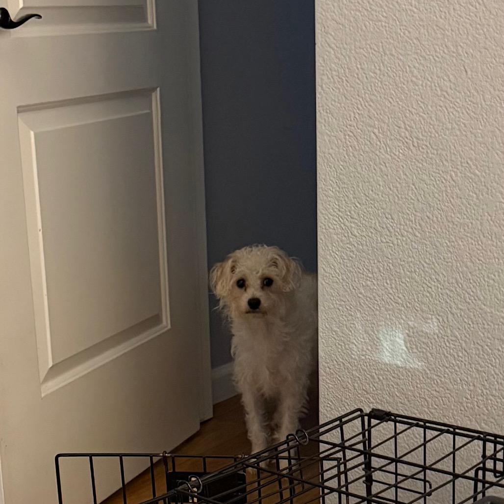 Enlarge Betty (*), a Adoptable Poodle in Sacramento, CA image 4/6