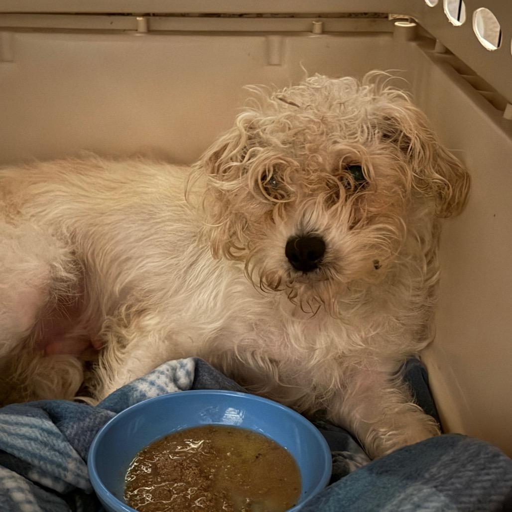 Enlarge Betty (*), a Adoptable Poodle in Sacramento, CA image 5/6