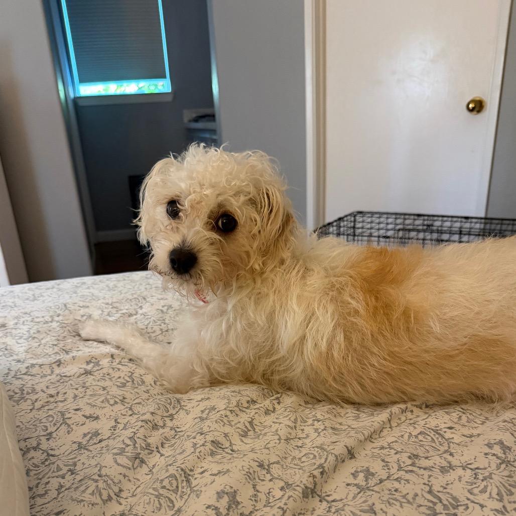 Enlarge Betty (*), a Adoptable Poodle in Sacramento, CA image 6/6