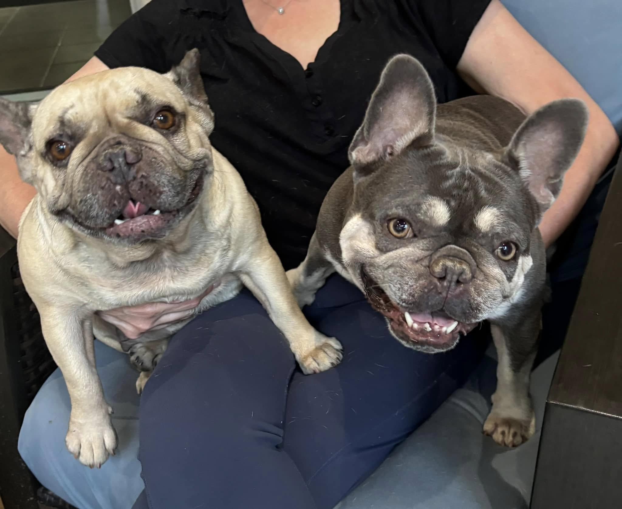 Enlarge Millie and Margo, a Adoptable French Bulldog in Redmond, WA image 1/6
