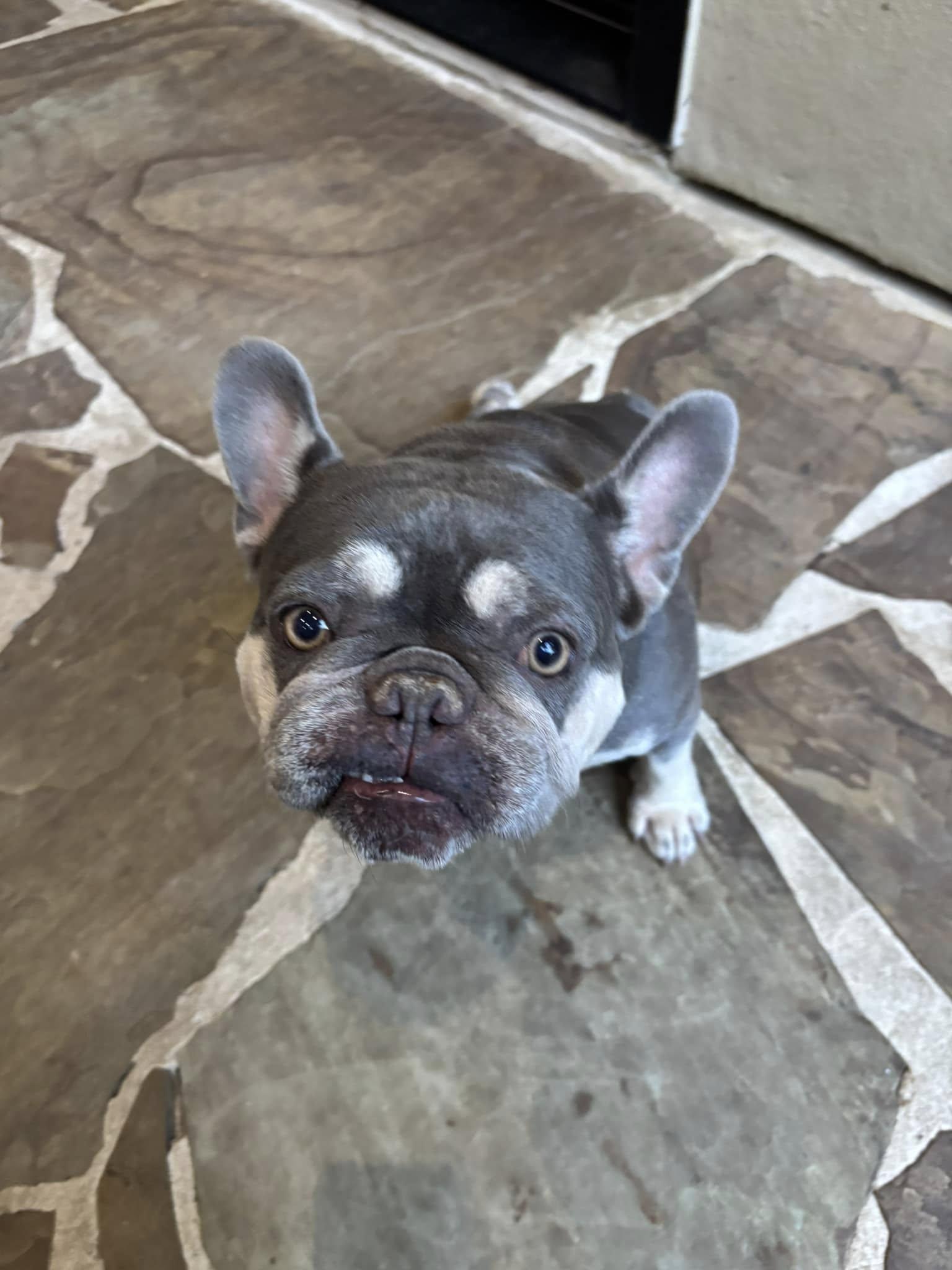 Enlarge Millie and Margo, a Adoptable French Bulldog in Redmond, WA image 2/6