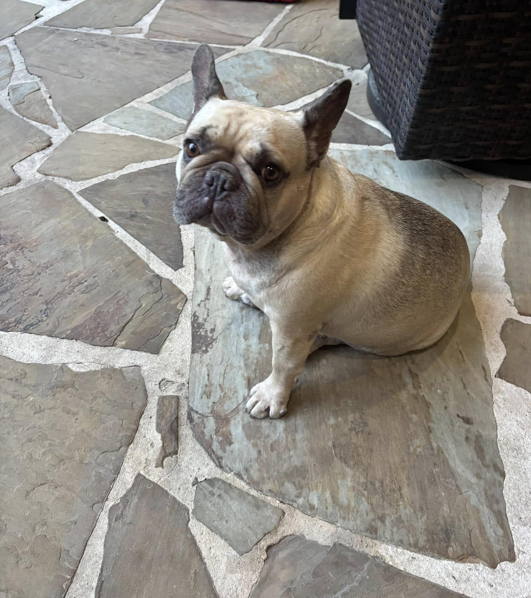 Enlarge Millie and Margo, a Adoptable French Bulldog in Redmond, WA image 3/6