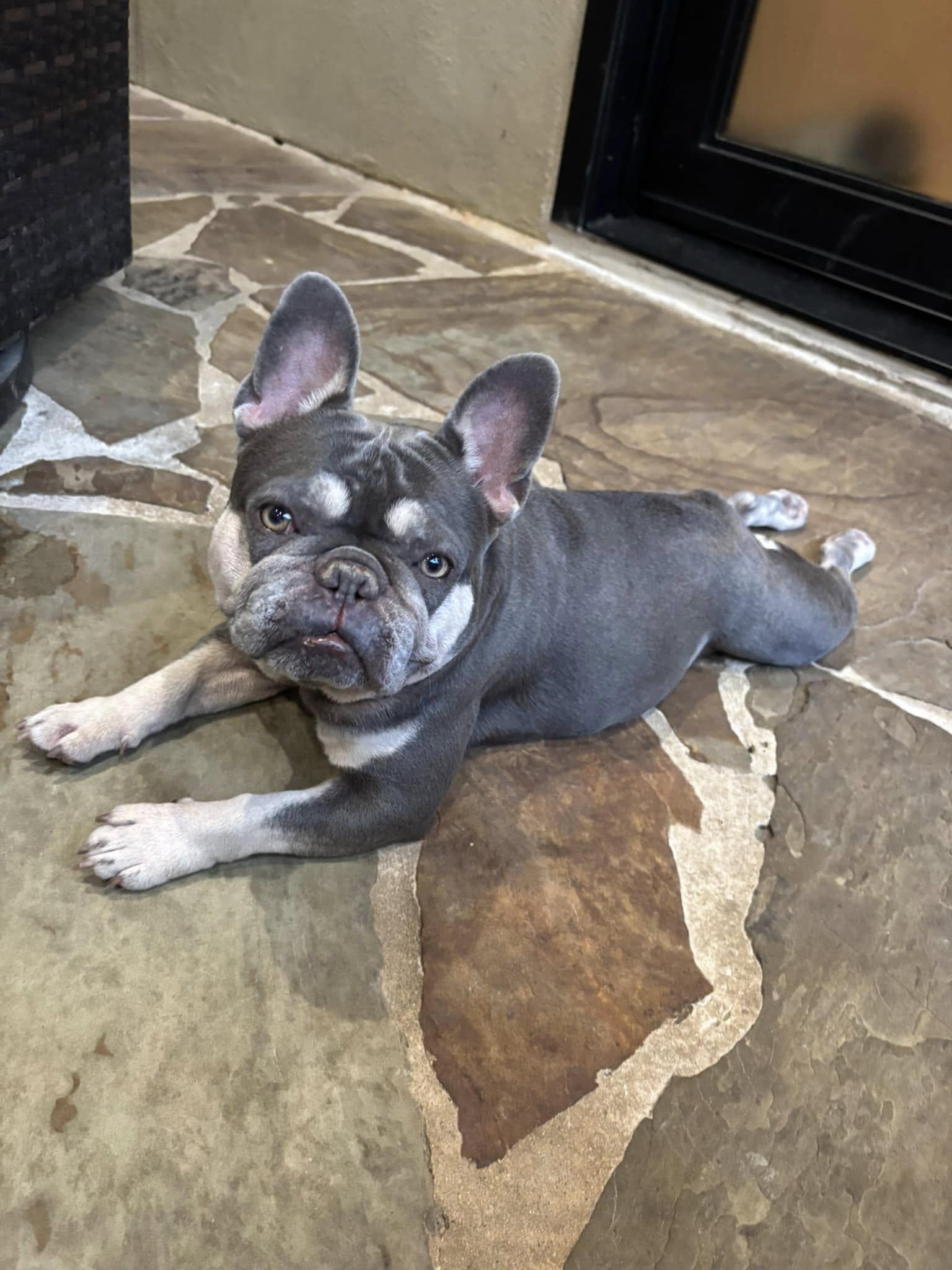 Enlarge Millie and Margo, a Adoptable French Bulldog in Redmond, WA image 4/6