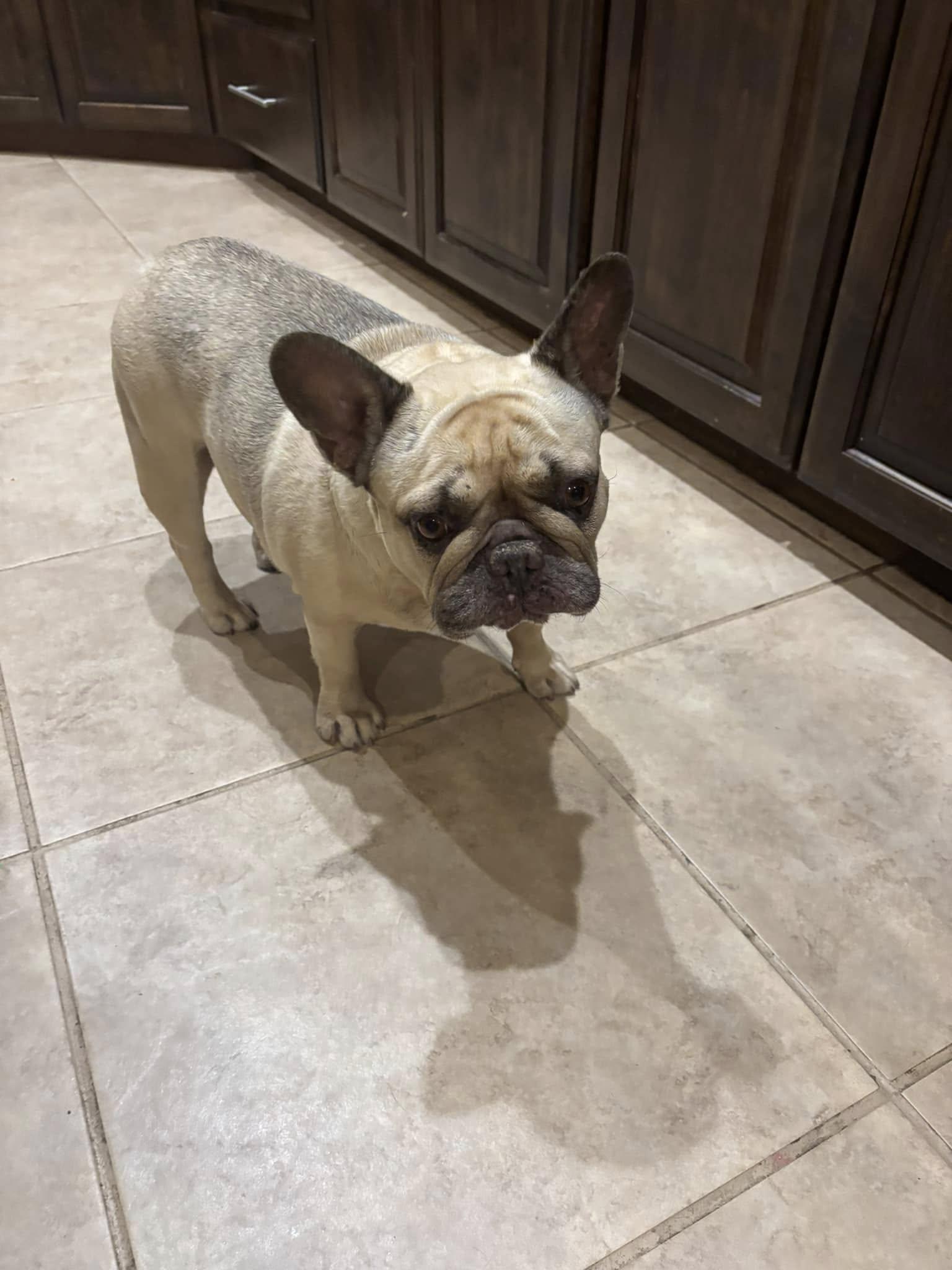 Enlarge Millie and Margo, a Adoptable French Bulldog in Redmond, WA image 6/6