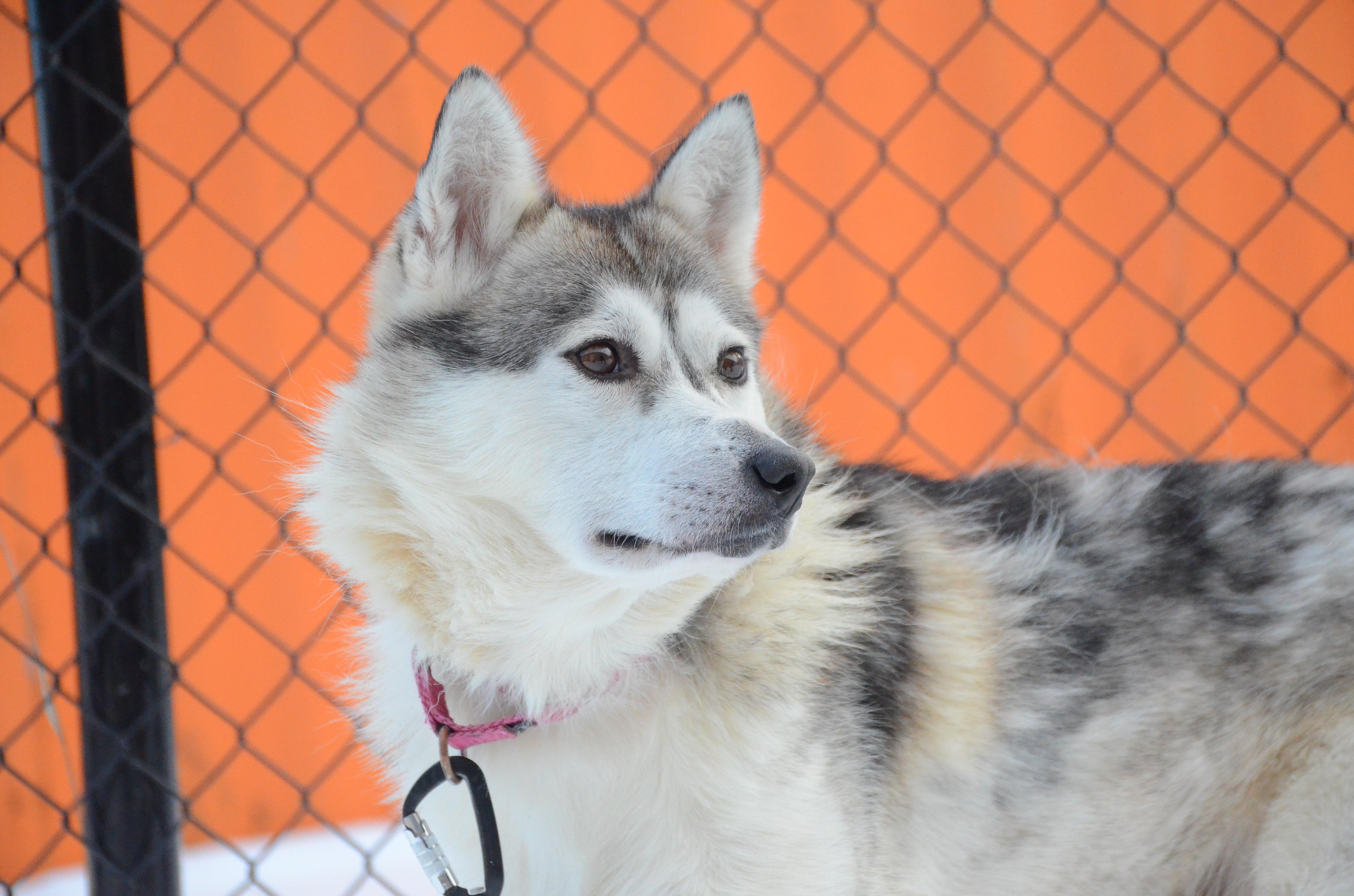 Newton, adopted, Adult Male Alaskan Malamute.