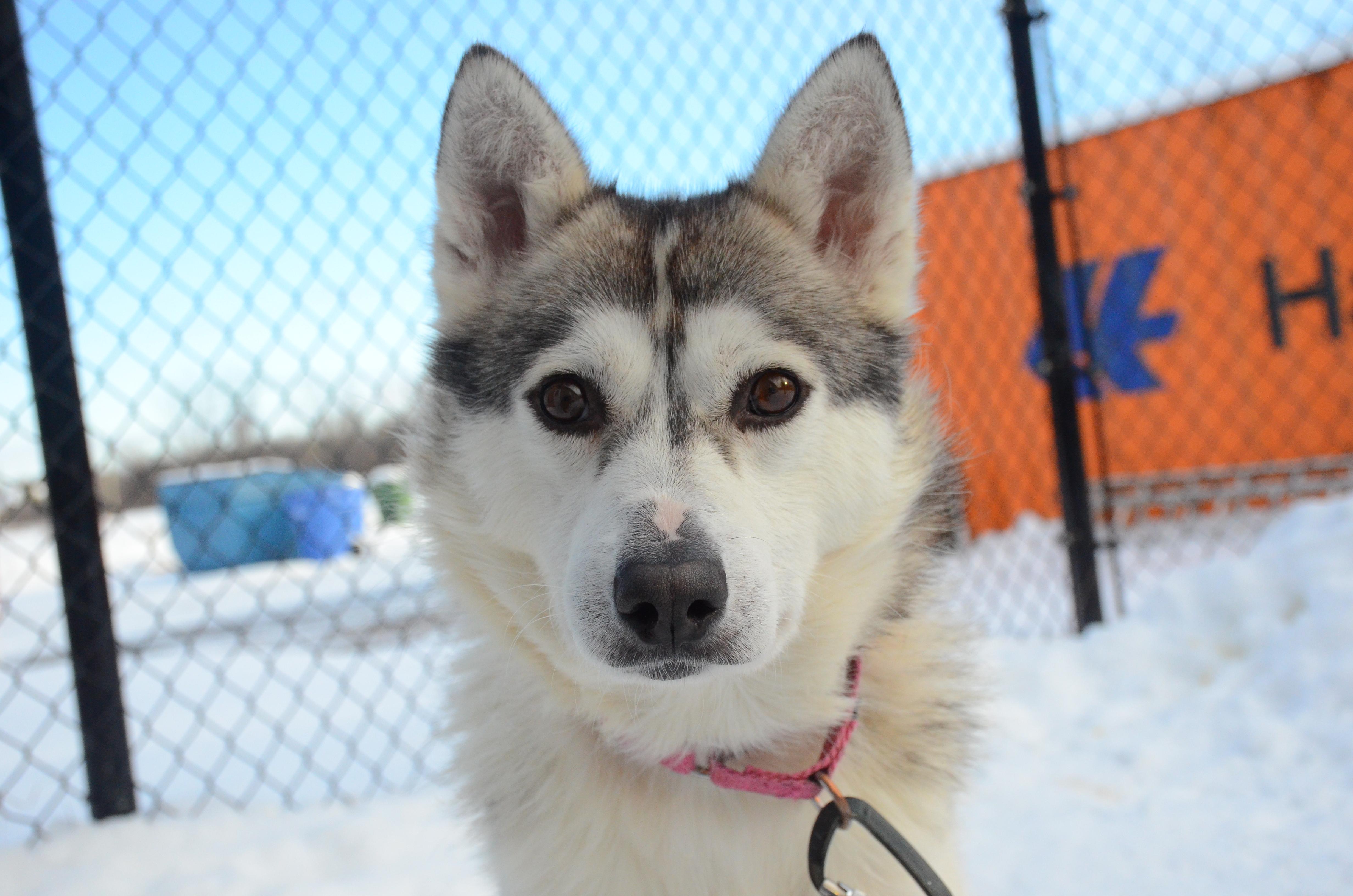 Newton, an adopted mixed breed in Montreal, QC image 3/5