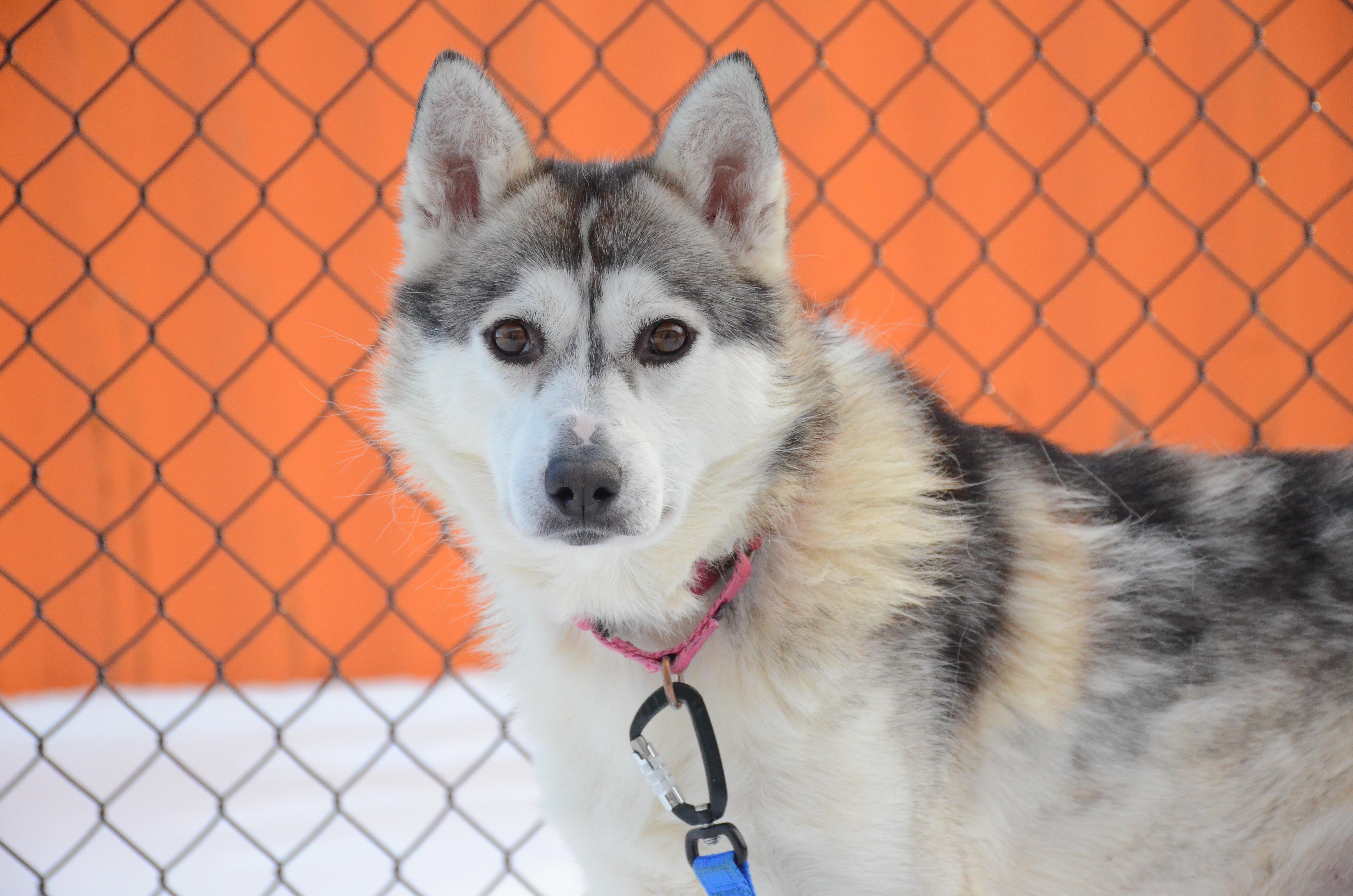 Newton, an adopted mixed breed in Montreal, QC image 5/5
