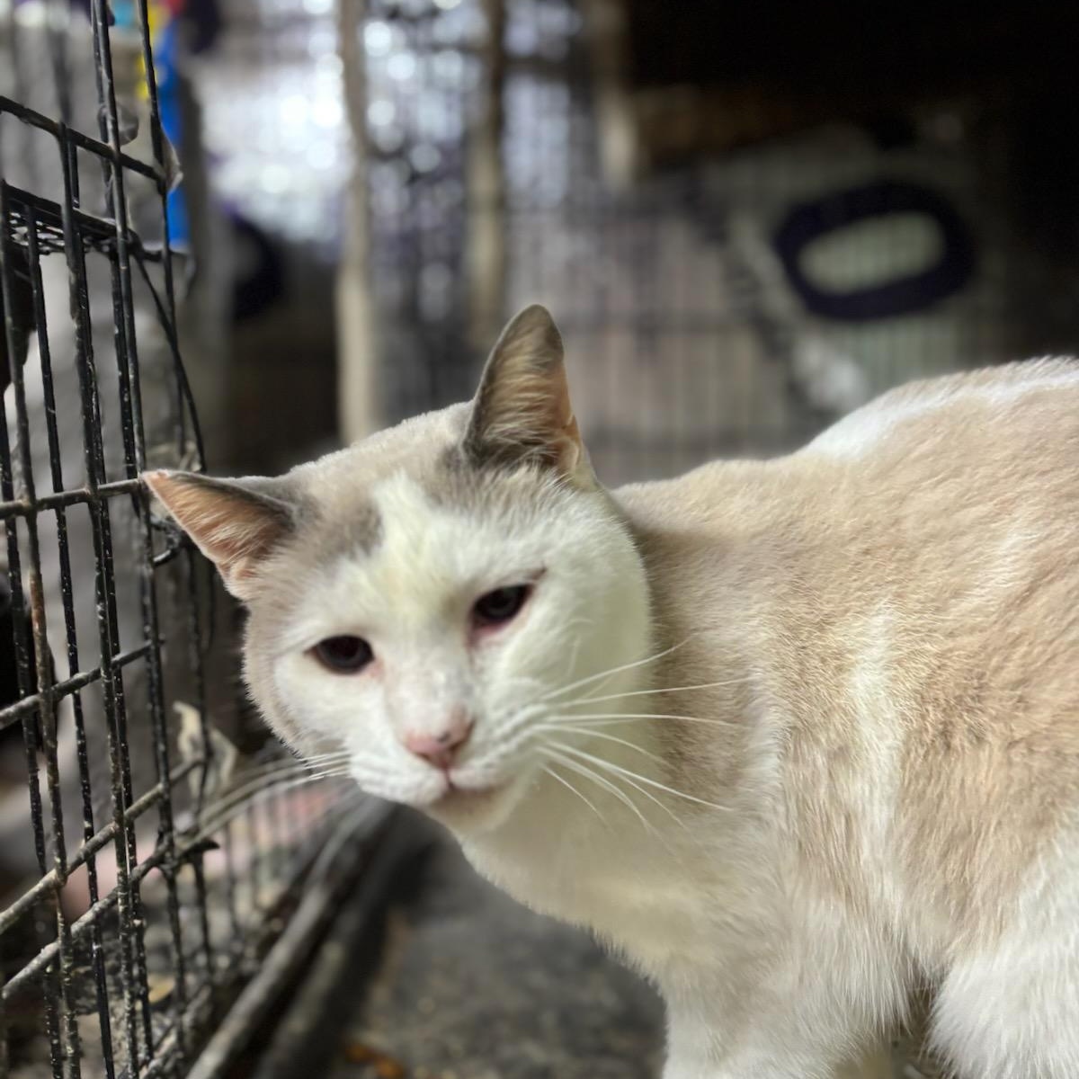 Enlarge Rapunzel, a Adoptable mixed breed in Concord, NC image 3/6