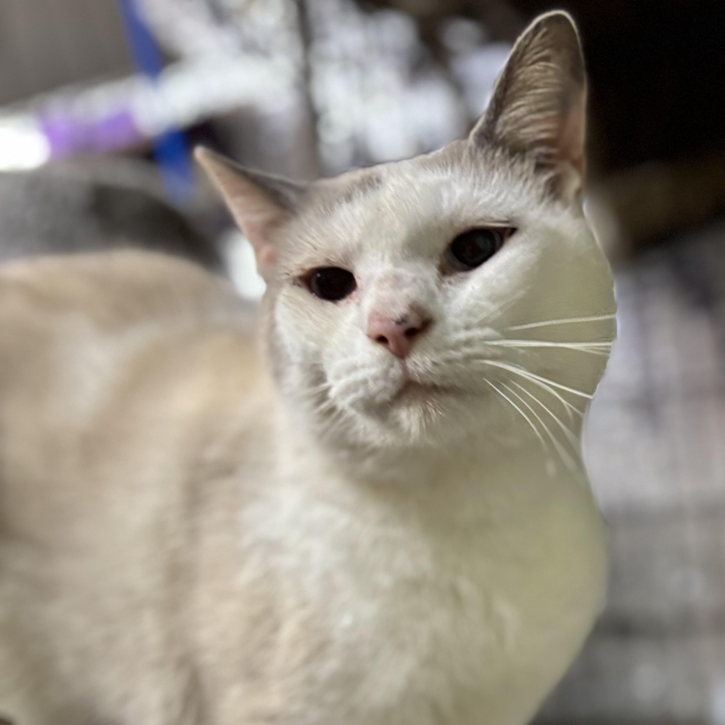 Enlarge Rapunzel, a Adoptable mixed breed in Concord, NC image 5/6