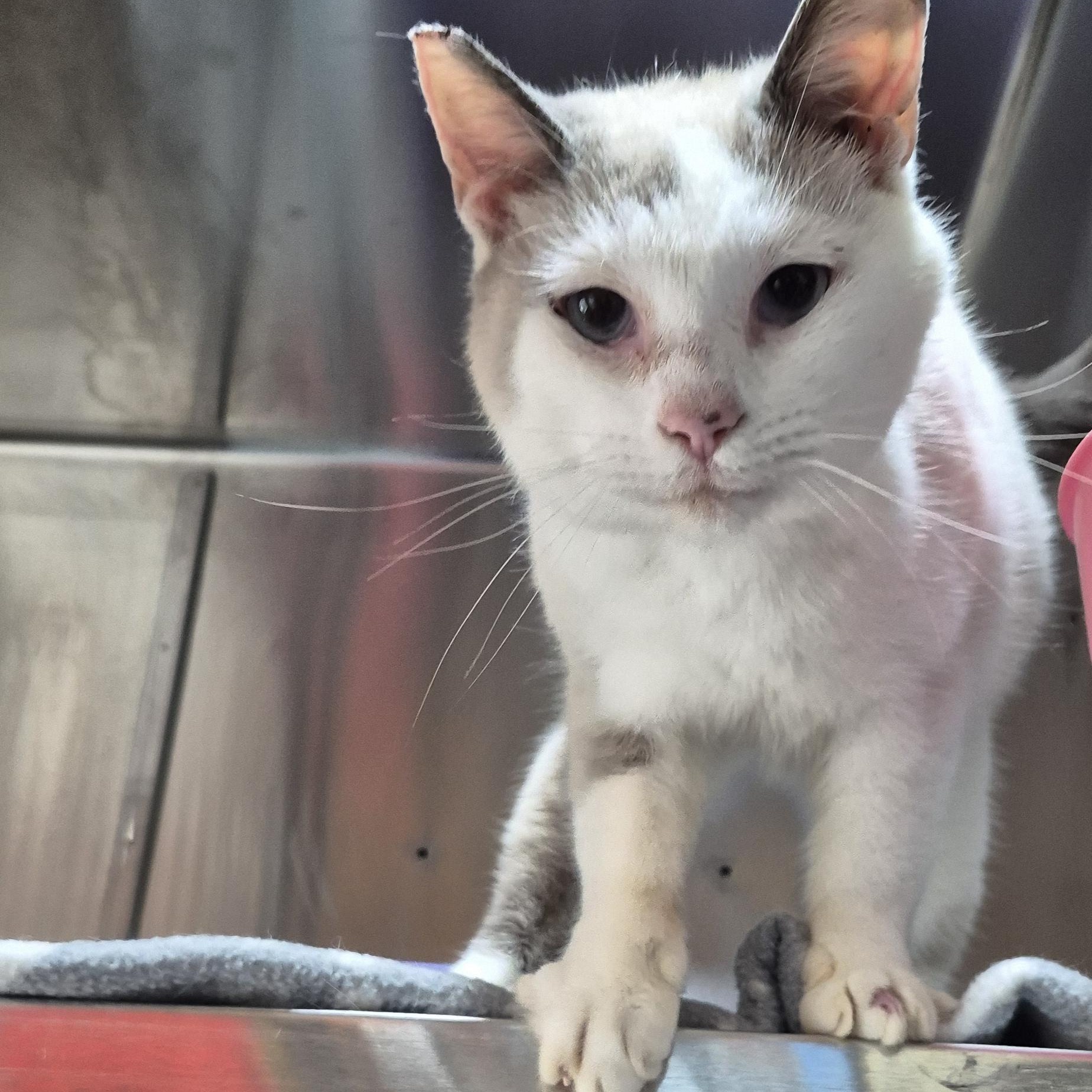 Enlarge Rapunzel, a Adoptable mixed breed in Concord, NC image 4/6