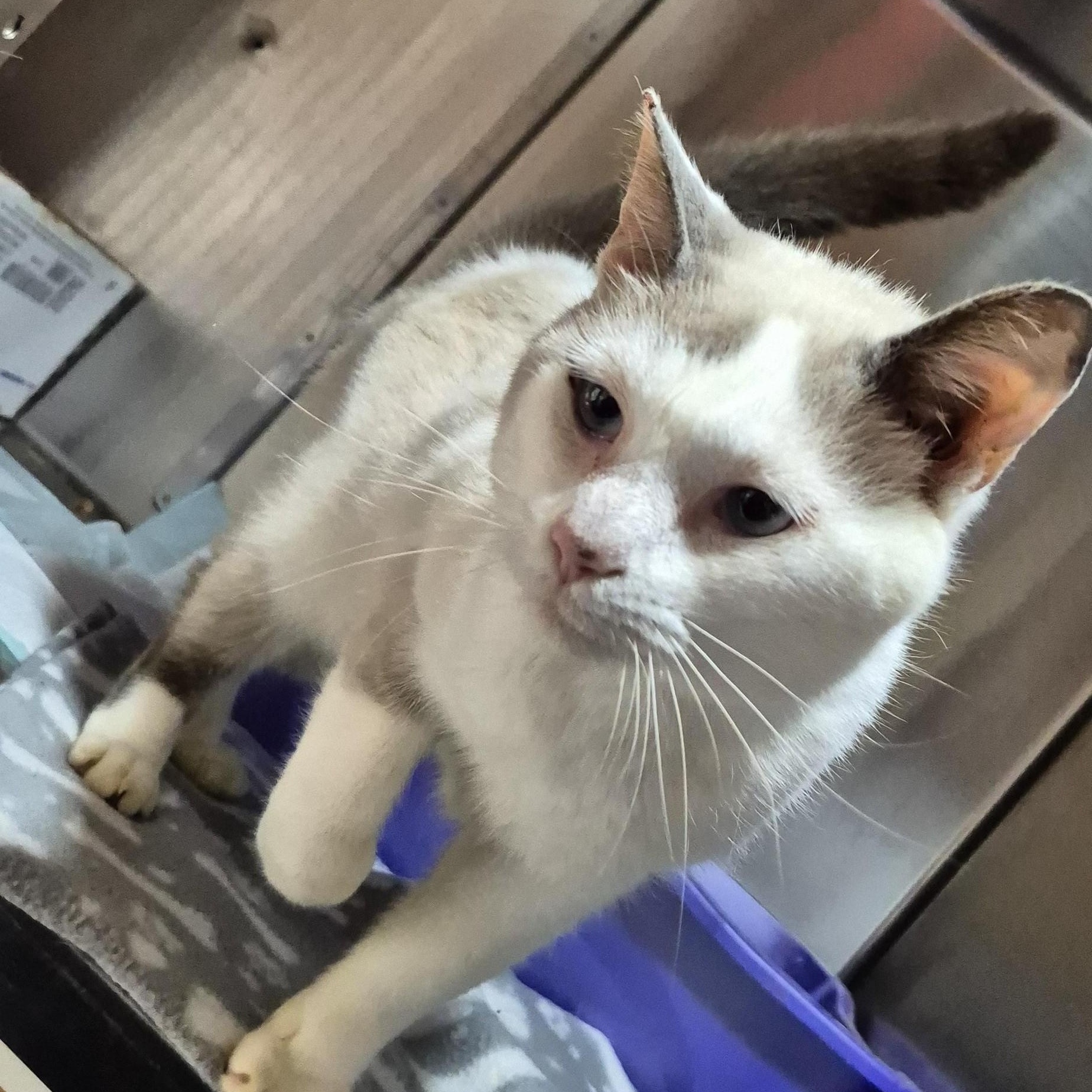 Enlarge Rapunzel, a Adoptable mixed breed in Concord, NC image 6/6