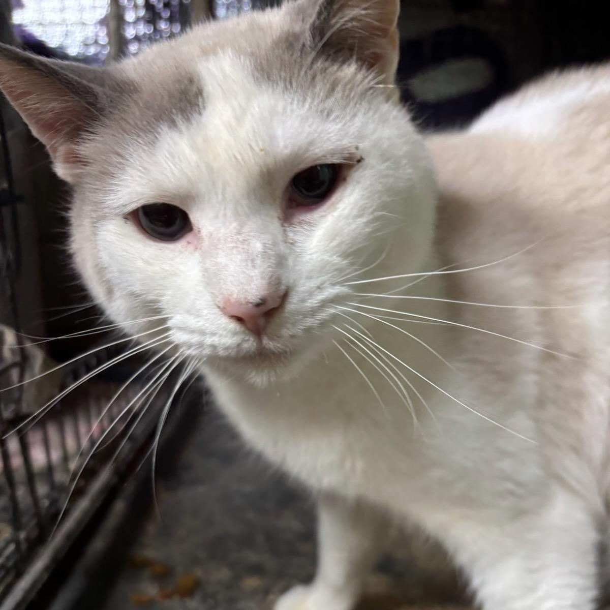 Rapunzel thumbnail 6