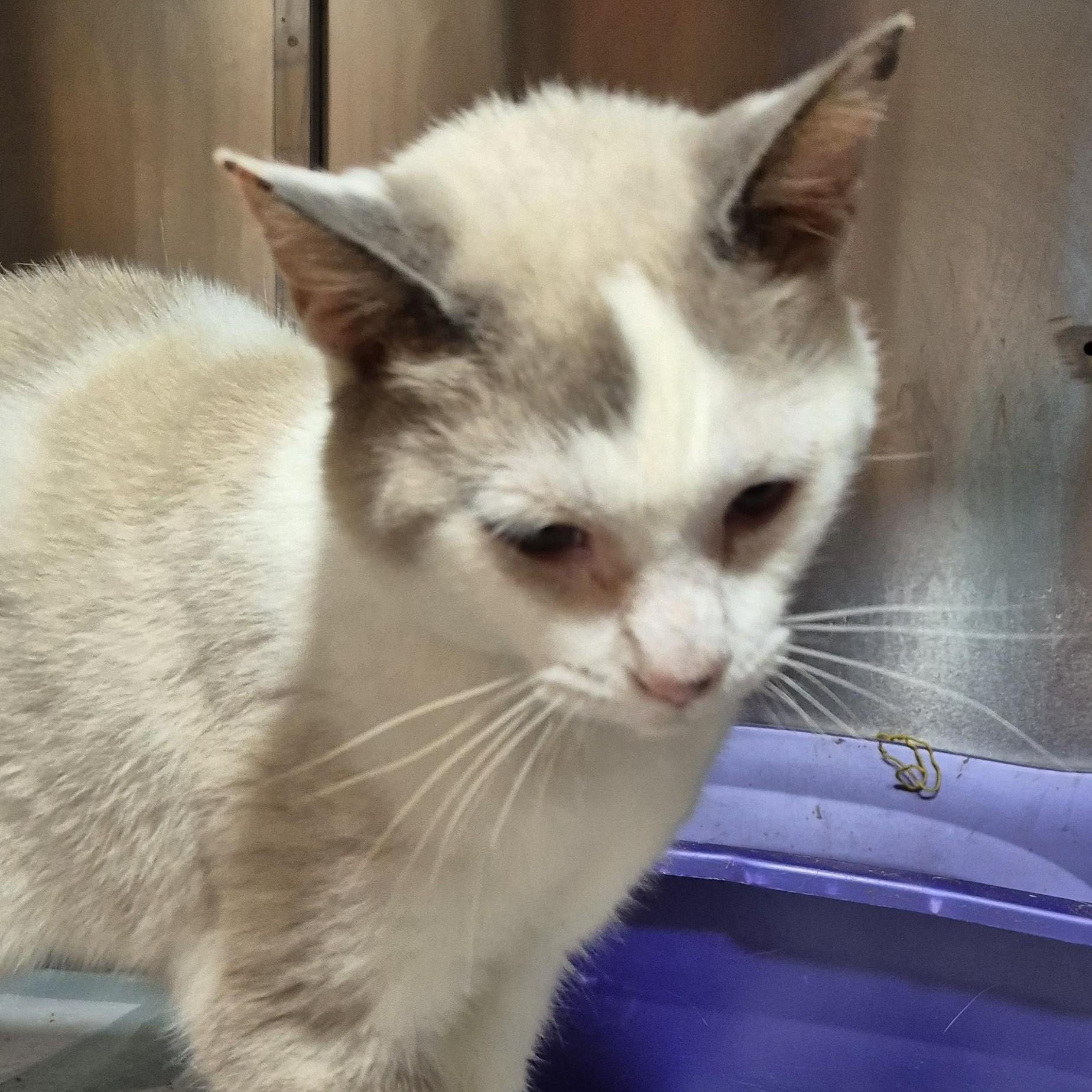 Rapunzel, Adoptable, Adult Female Siamese.