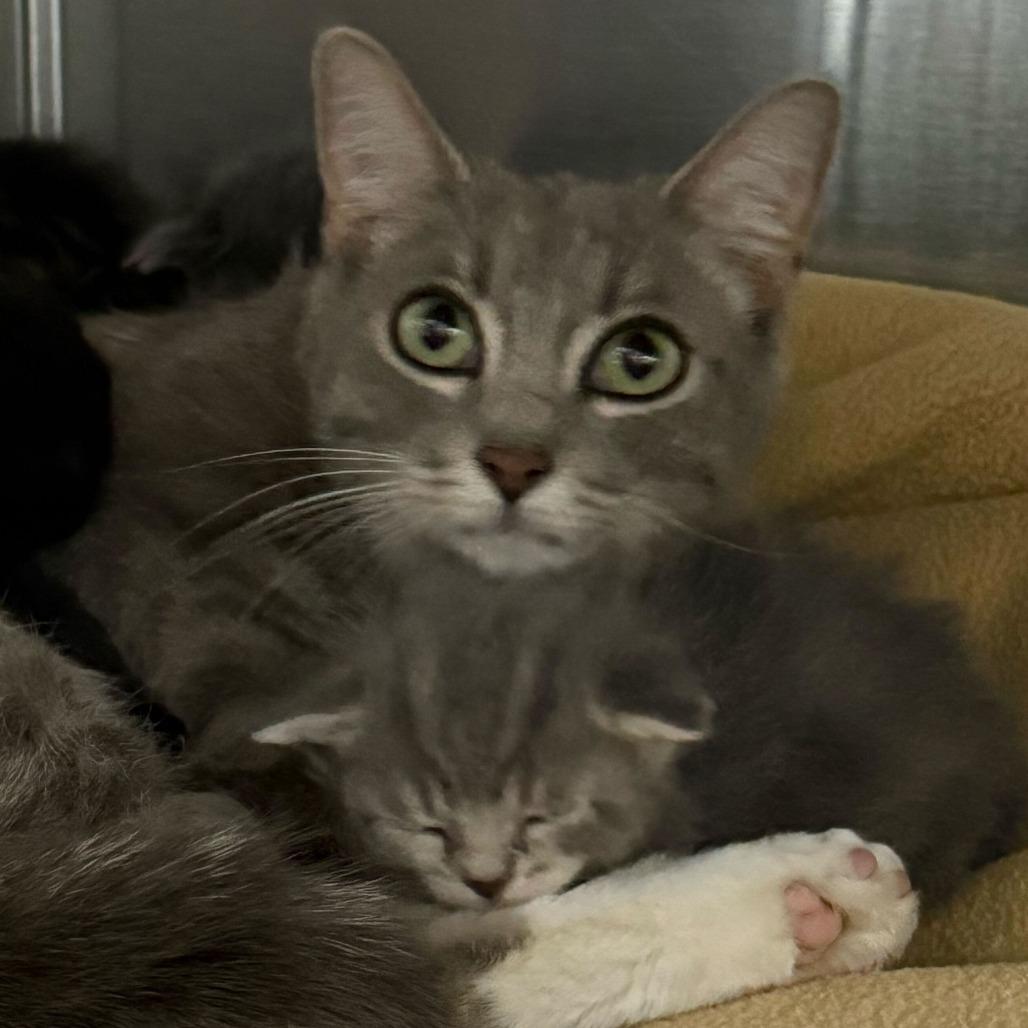 Sage, adopted, Adult Female Domestic Short Hair.