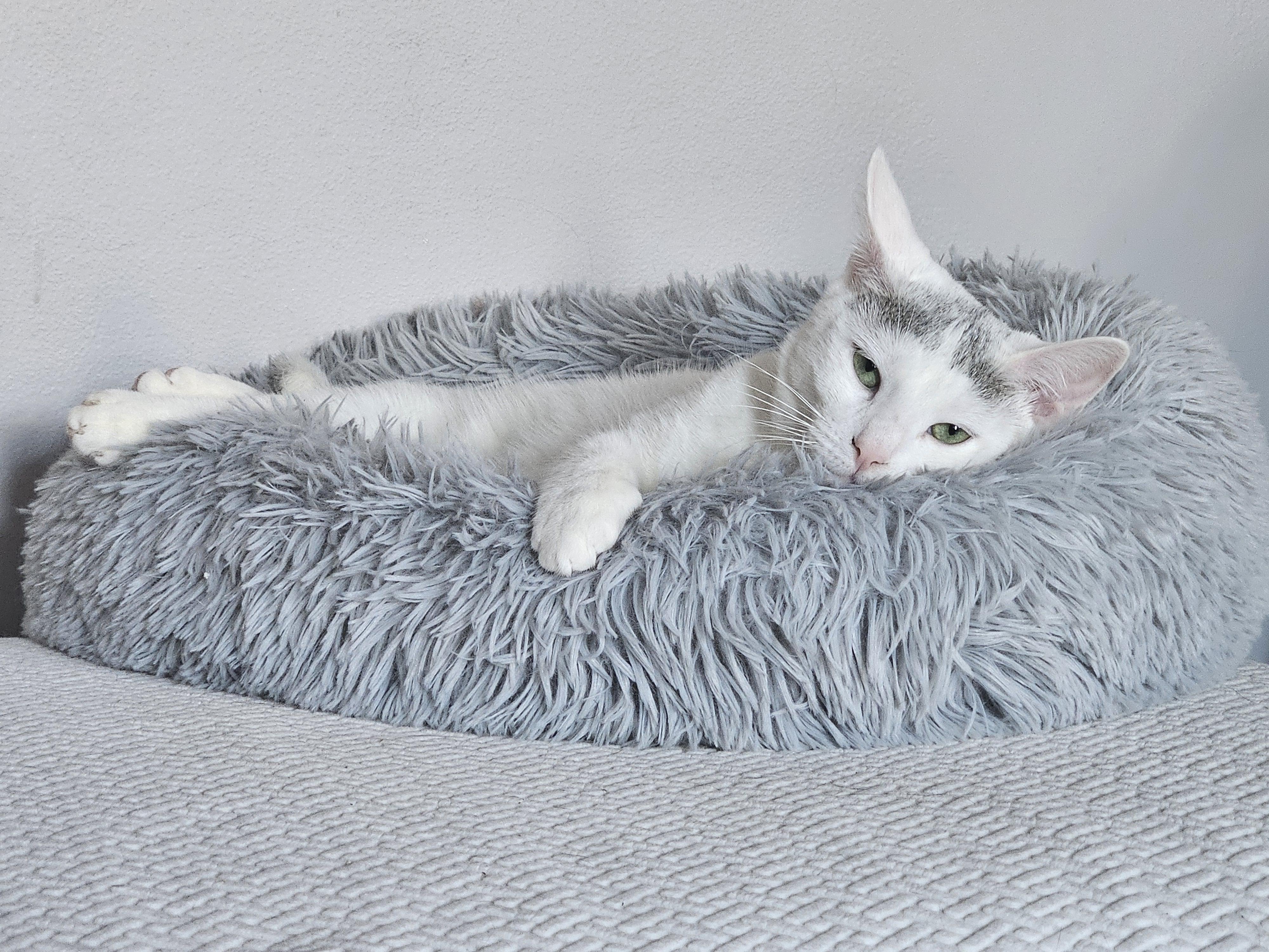 Powder, ADOPTABLE, Young Female Domestic Short Hair.