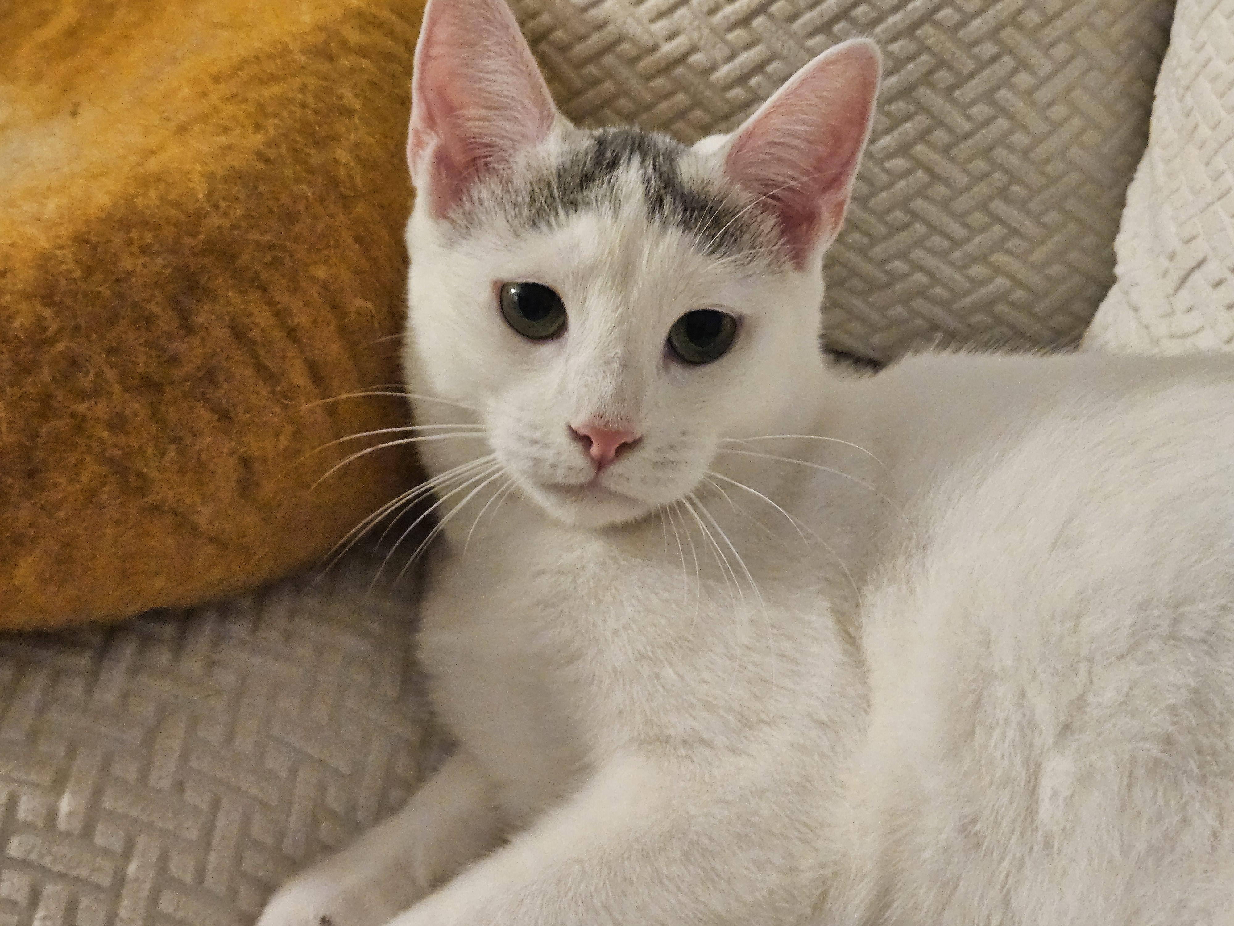 Powder, ADOPTABLE, Young Female Domestic Short Hair.