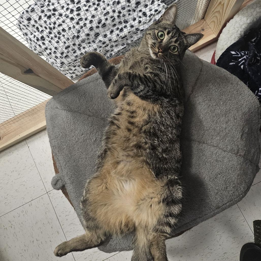 Tara, Adoptable, Adult Female Domestic Short Hair.