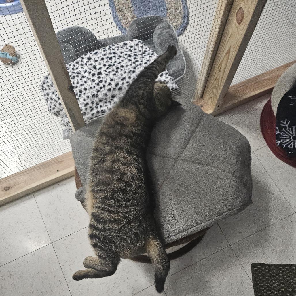 Enlarge Tara, a Adoptable Domestic Short Hair in North Augusta, SC image 2/5