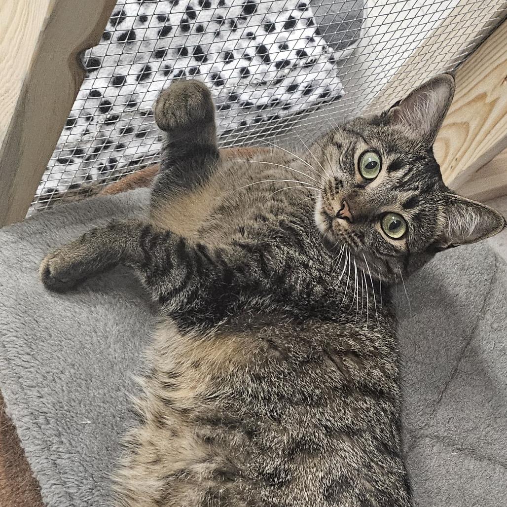 Enlarge Tara, a Adoptable Domestic Short Hair in North Augusta, SC image 3/5