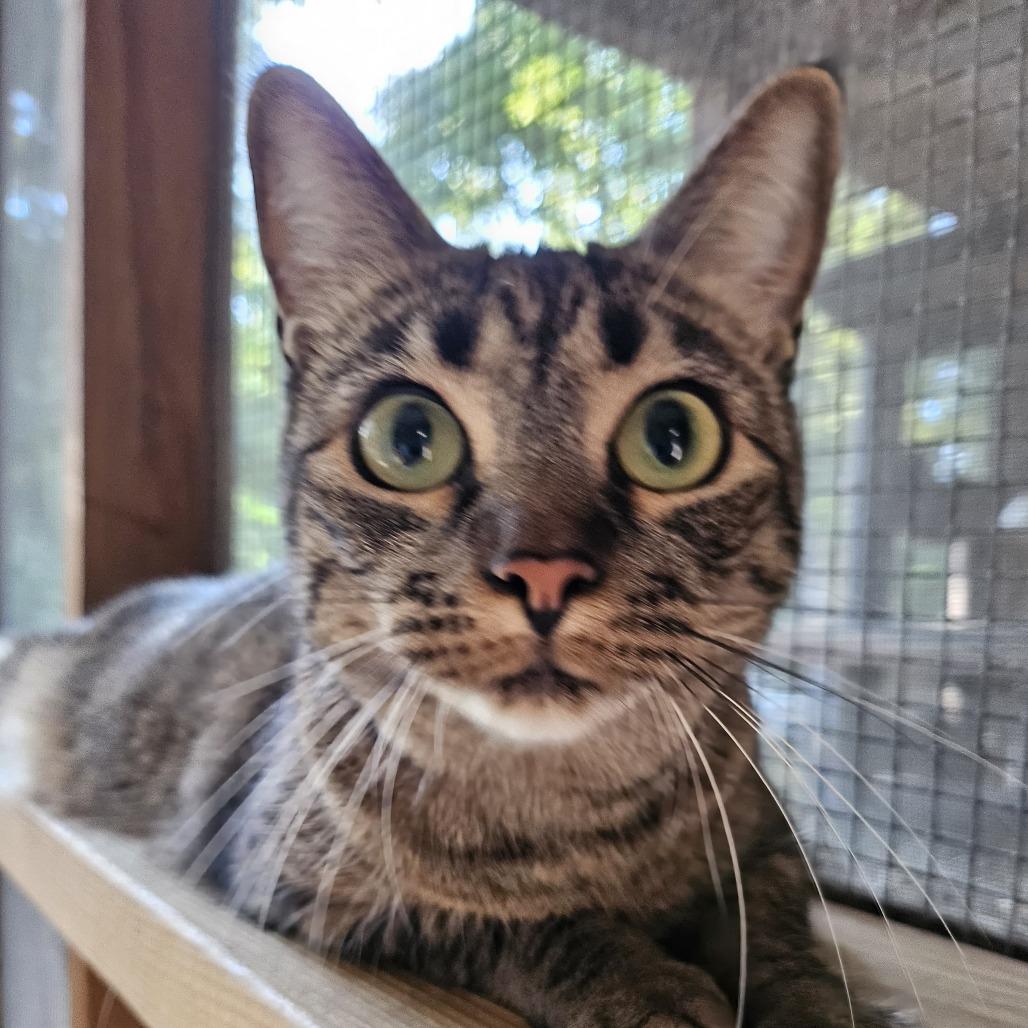 Enlarge Tara, a Adoptable Domestic Short Hair in North Augusta, SC image 4/5