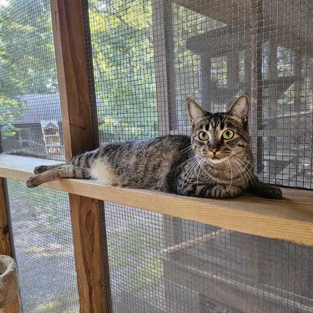 Enlarge Tara, a Adoptable Domestic Short Hair in North Augusta, SC image 5/5