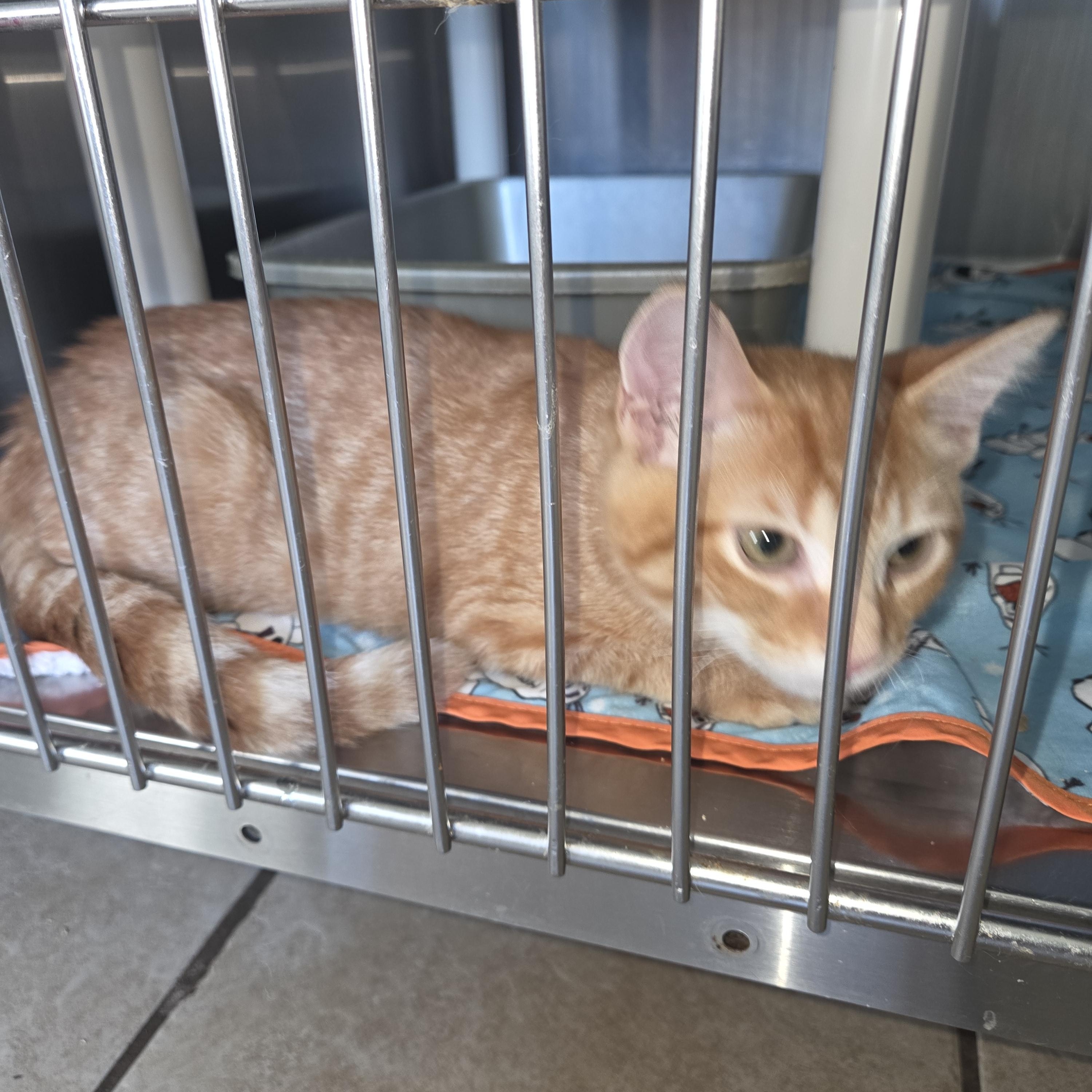 Tulip, Adoptable, Young Male Tabby.
