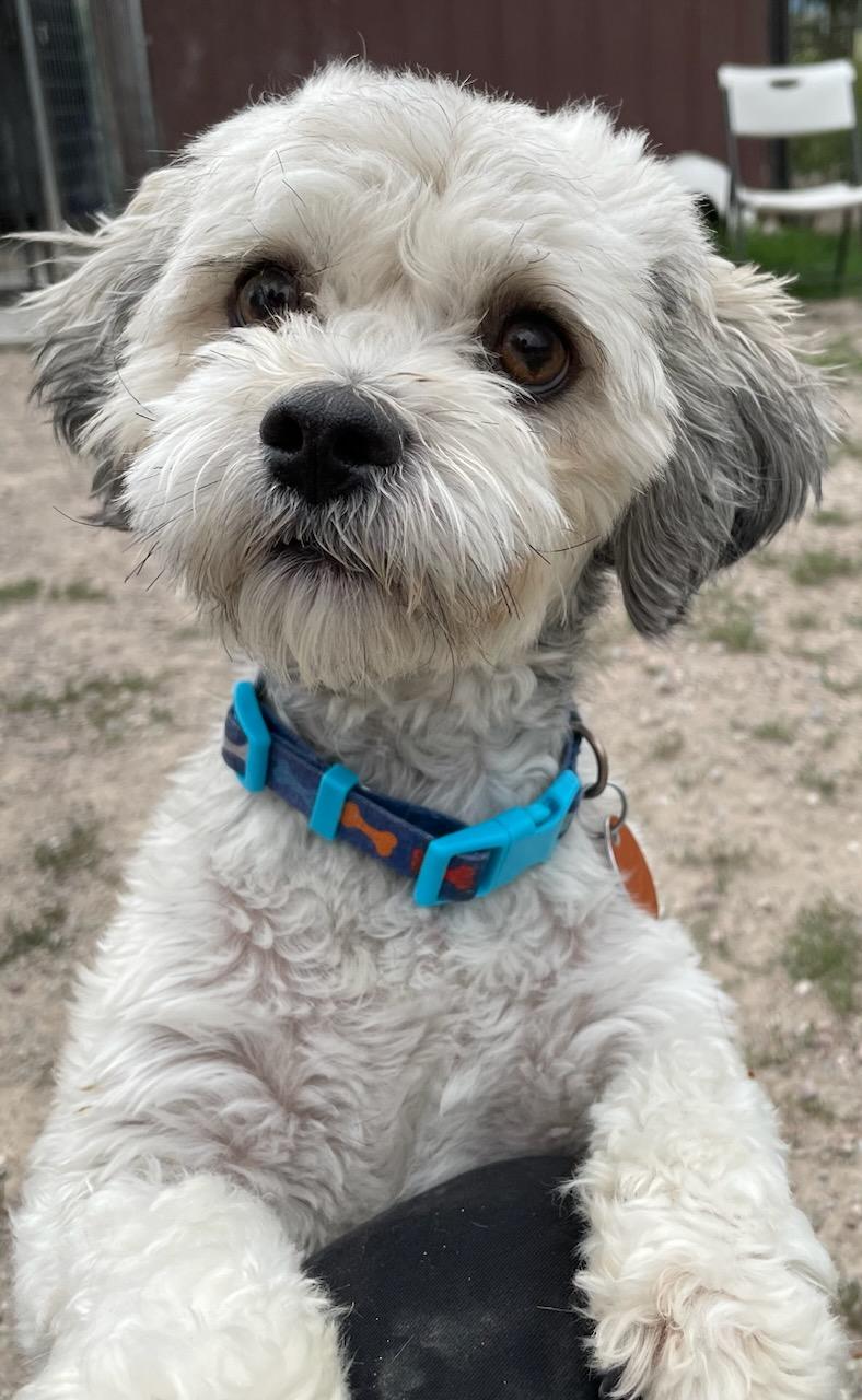Paco, adopted, Young Male Shih Tzu.