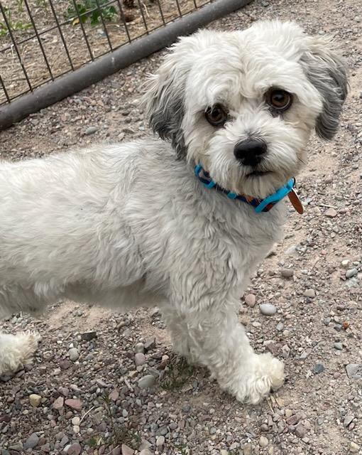 Paco, an adopted mixed breed in Polson, MT image 2/3