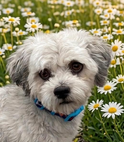 Paco, an adopted mixed breed in Polson, MT image 3/3