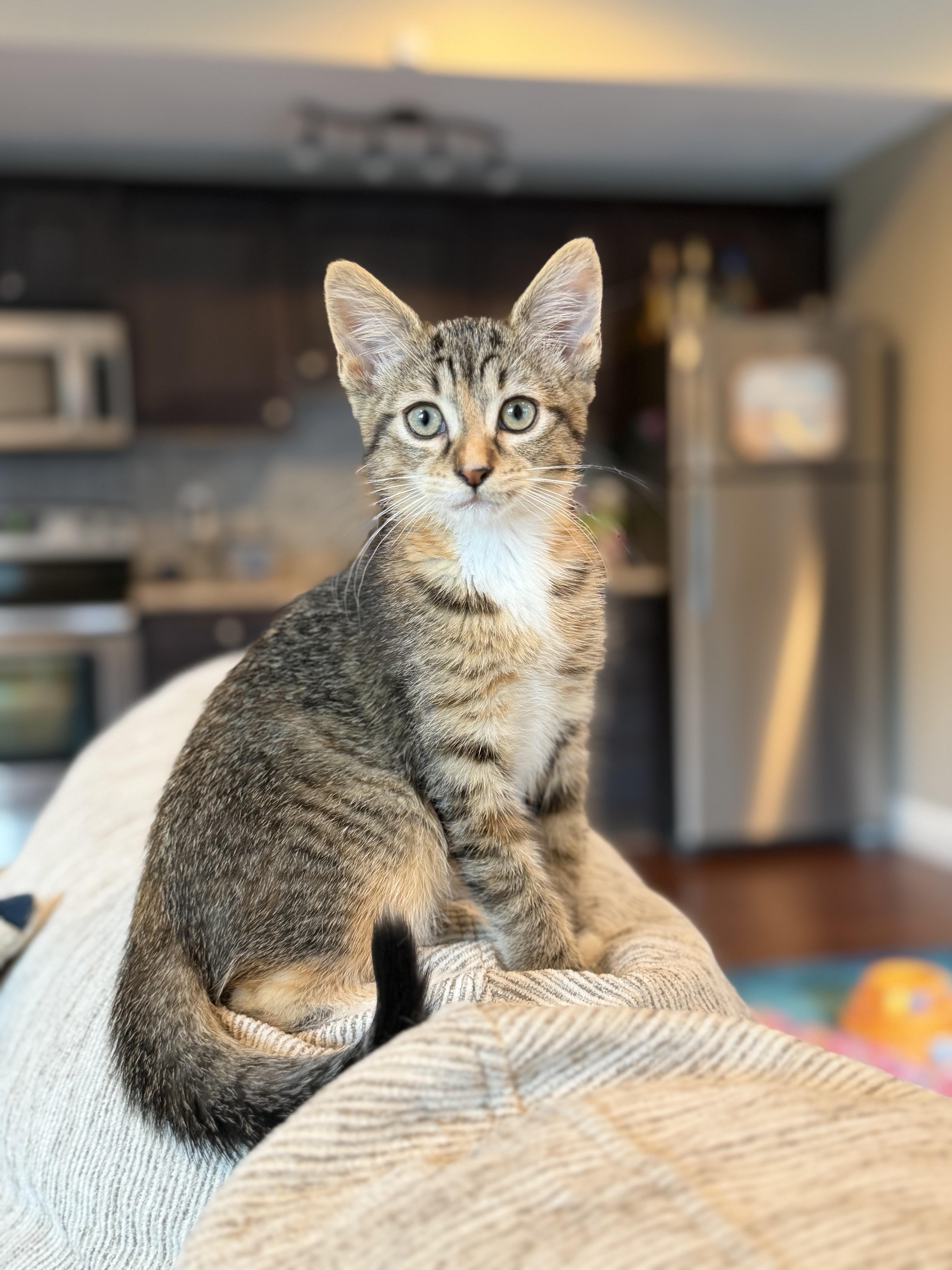Cici, a ADOPTABLE Domestic Short Hair in Columbia, MO image 1/5