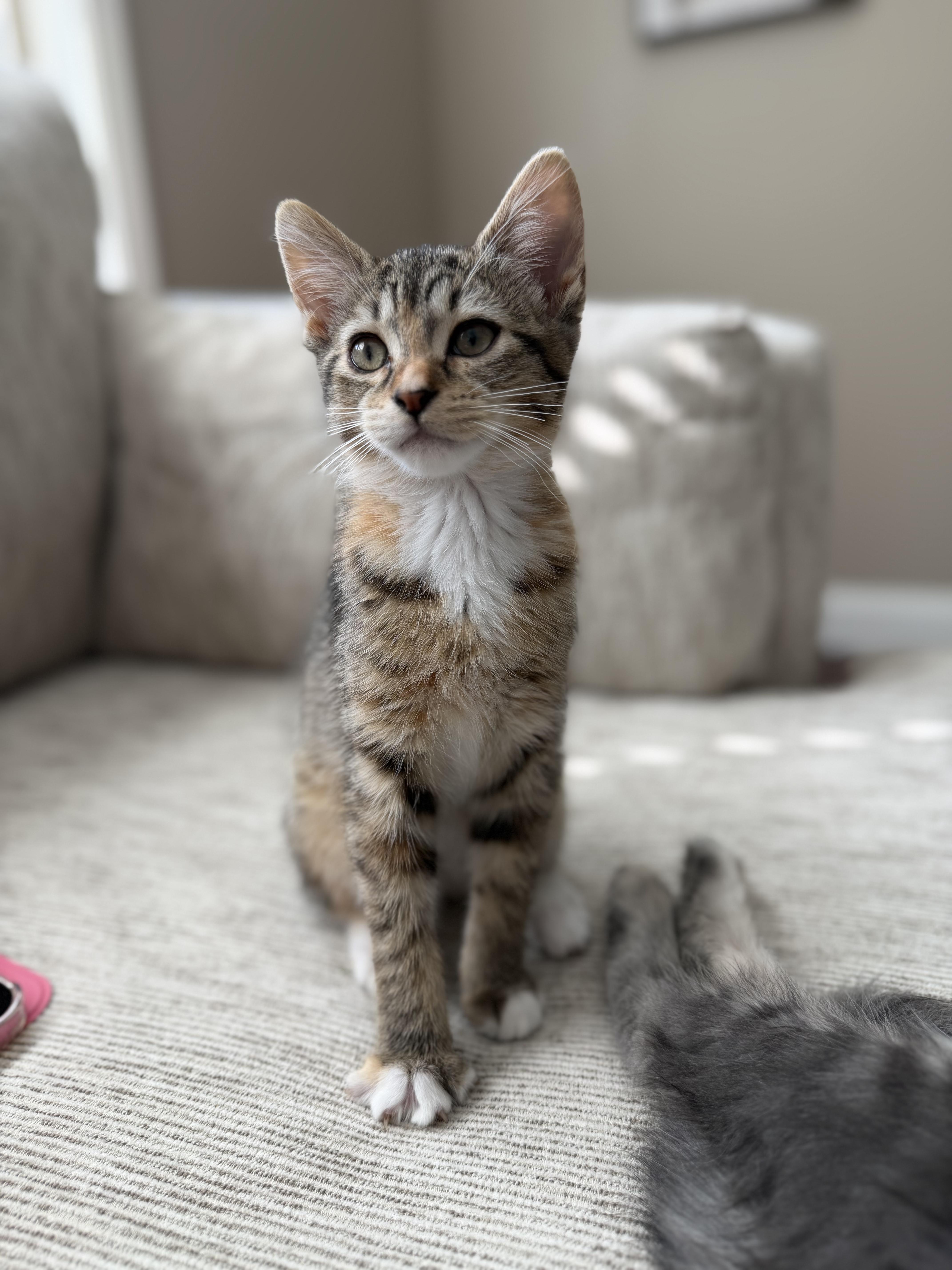 Cici, a ADOPTABLE Domestic Short Hair in Columbia, MO image 3/5