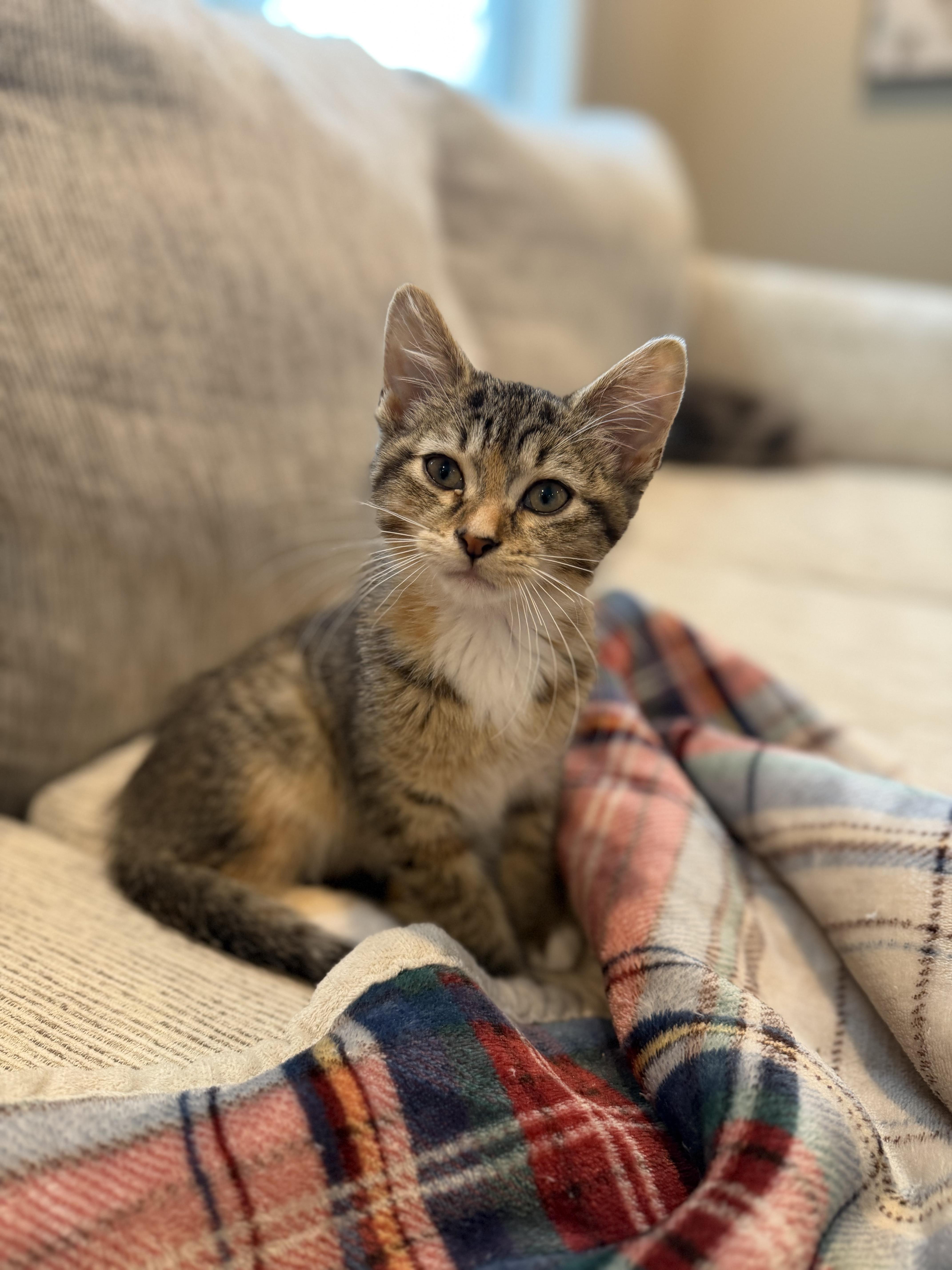 Cici, a ADOPTABLE Domestic Short Hair in Columbia, MO image 4/5