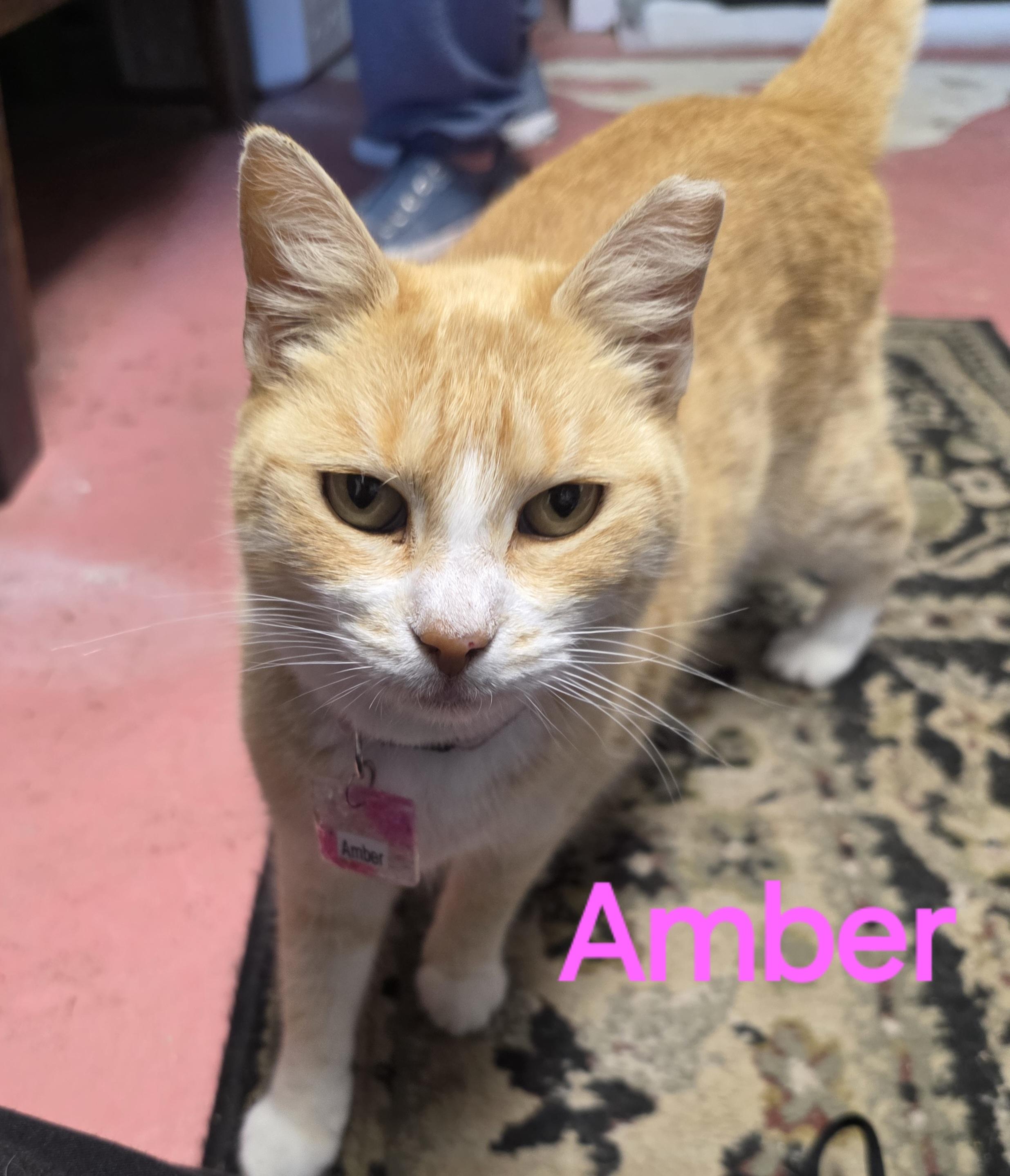 Amber, Adoptable, Adult Female Tabby.