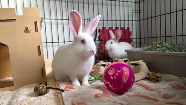 Enlarge Hansel & Gretel, a Adoptable mixed breed in Novato, CA image 1/6