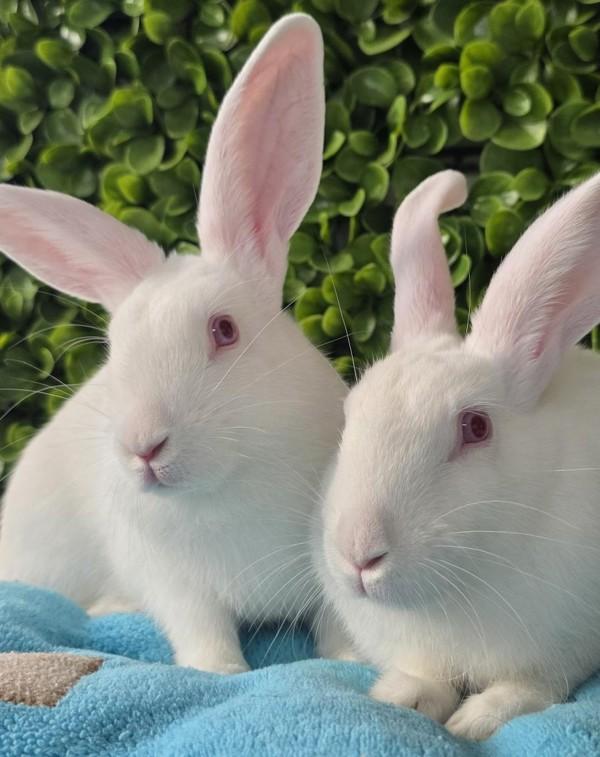 Enlarge Hansel & Gretel, a Adoptable mixed breed in Novato, CA image 2/6