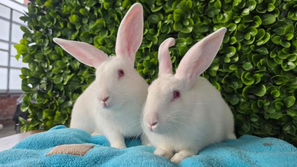 Enlarge Hansel & Gretel, a Adoptable mixed breed in Novato, CA image 3/6