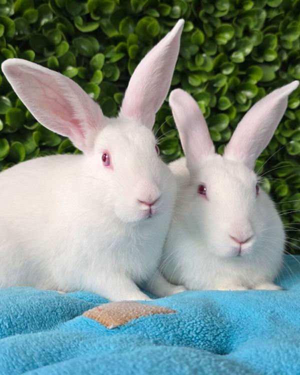 Enlarge Hansel & Gretel, a Adoptable mixed breed in Novato, CA image 4/6