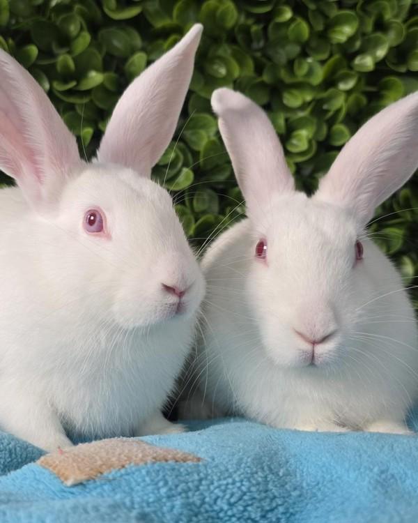 Enlarge Hansel & Gretel, a Adoptable mixed breed in Novato, CA image 5/6