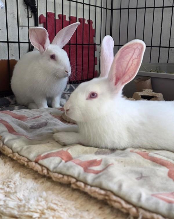 Enlarge Hansel & Gretel, a Adoptable mixed breed in Novato, CA image 6/6