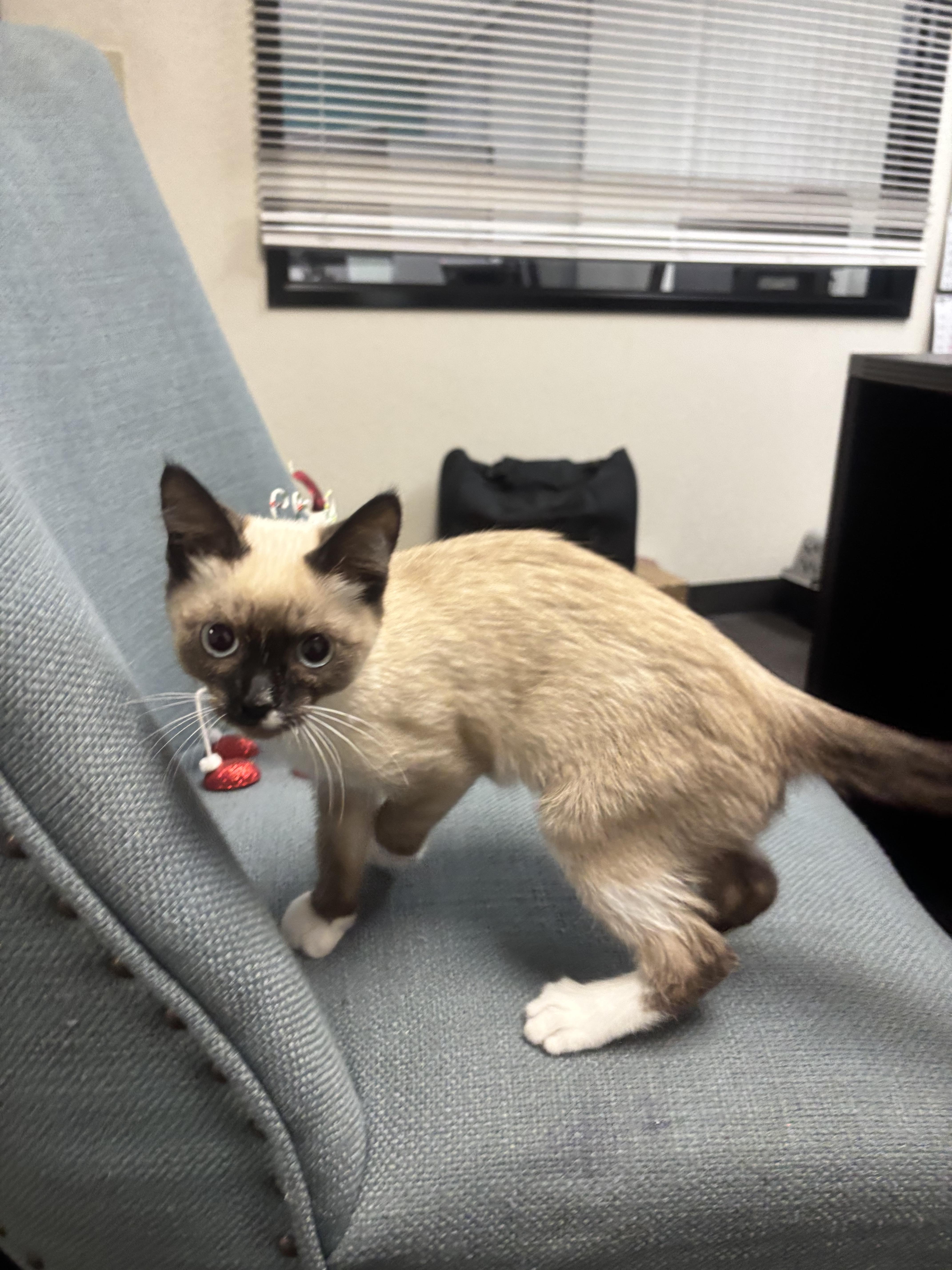 Suki, an adopted Siamese in Whittier, CA image 1/6