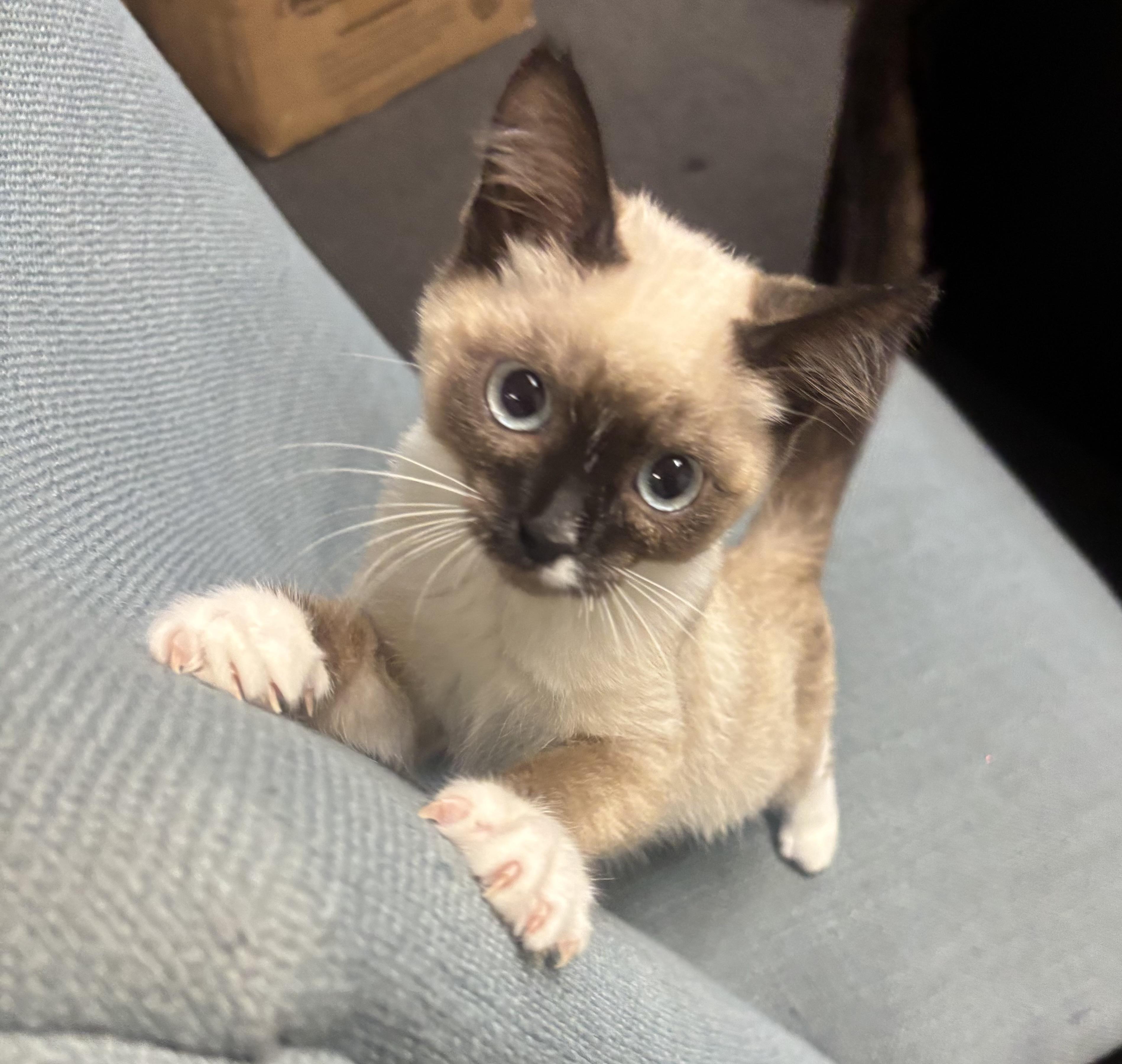 Suki, an adopted Siamese in Whittier, CA image 2/6