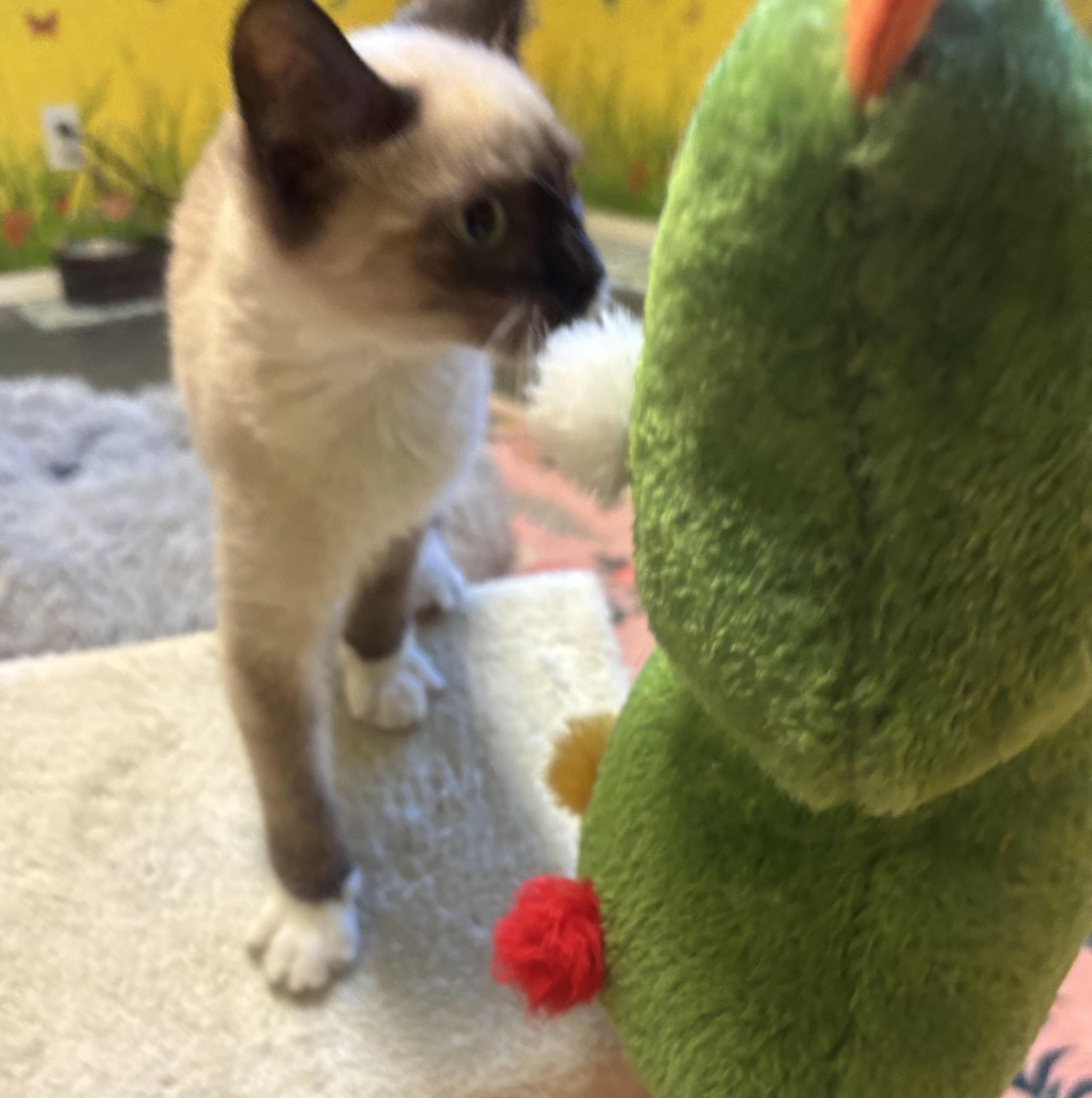 Suki, an adopted Siamese in Whittier, CA image 3/6