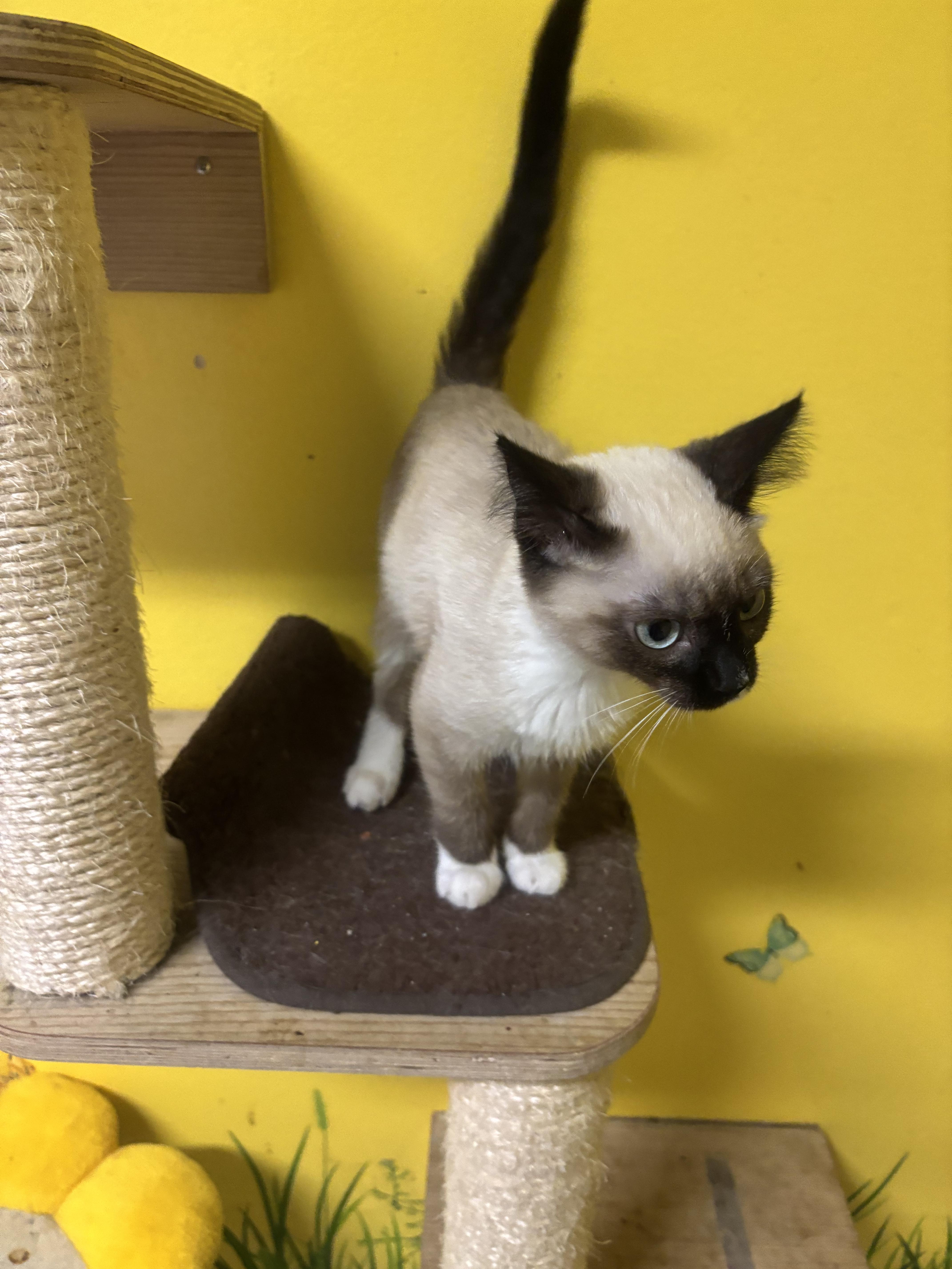 Suki, an adopted Siamese in Whittier, CA image 4/6