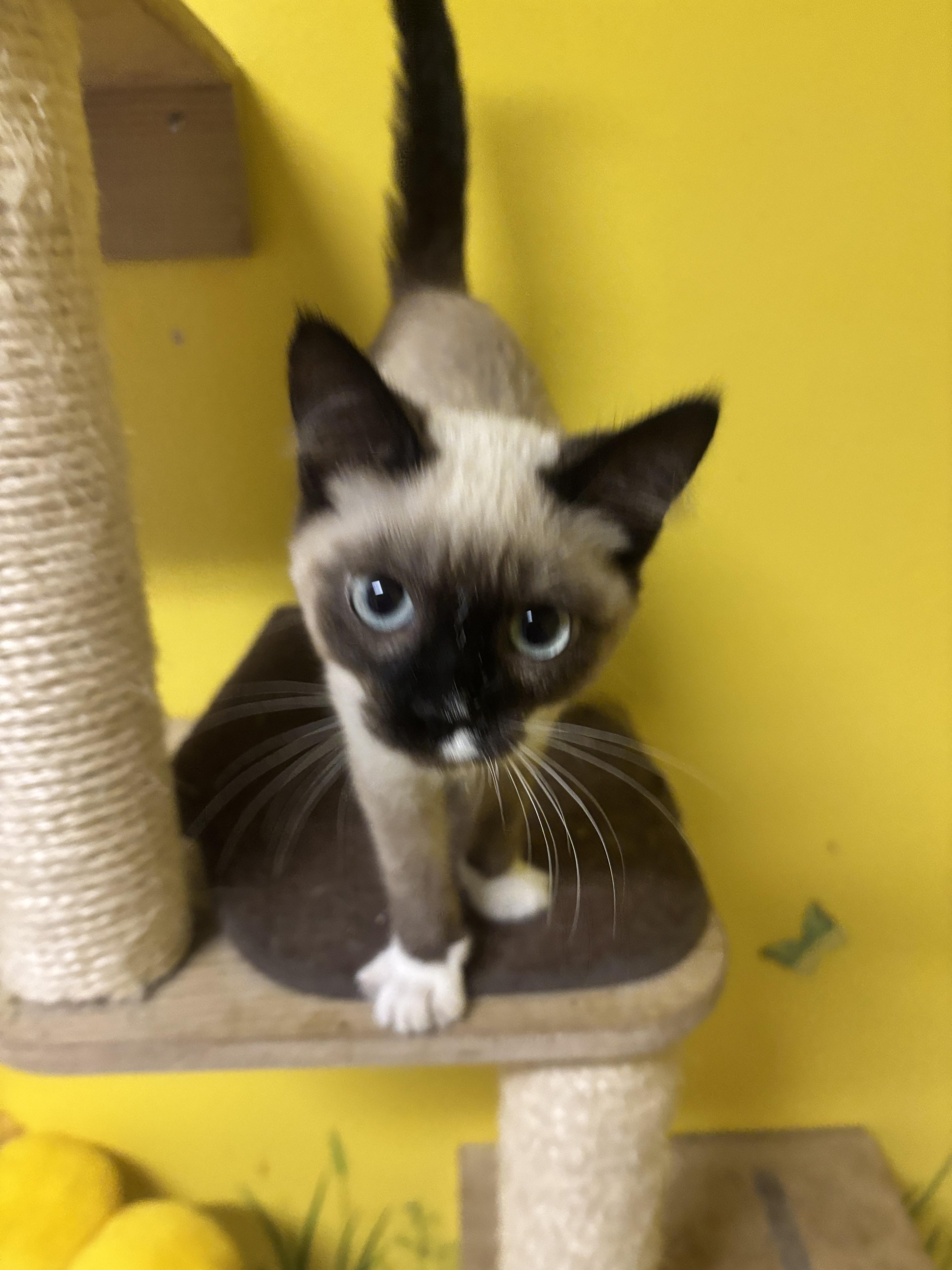 Suki, an adopted Siamese in Whittier, CA image 5/6