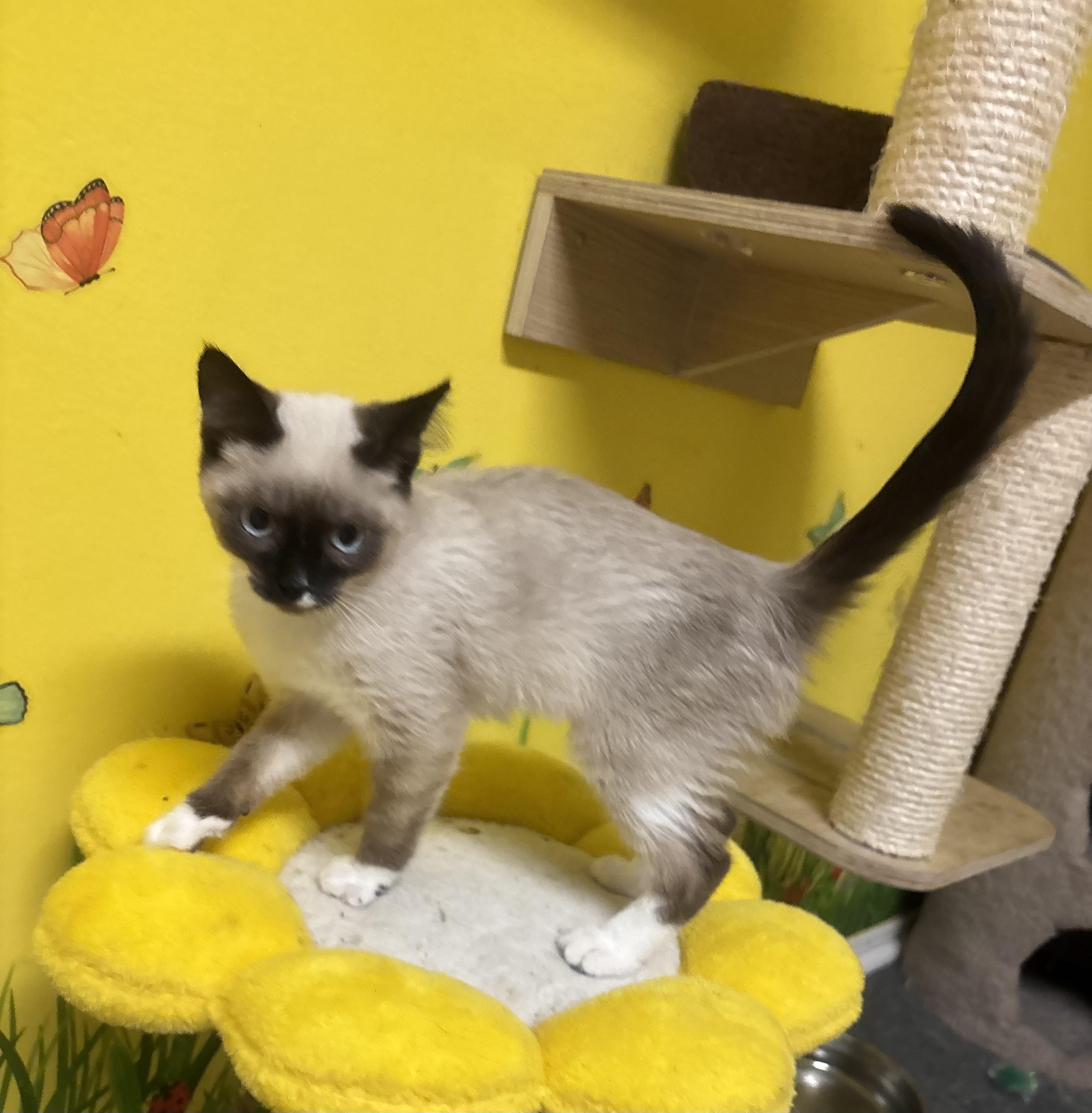 Suki, an adopted Siamese in Whittier, CA image 6/6